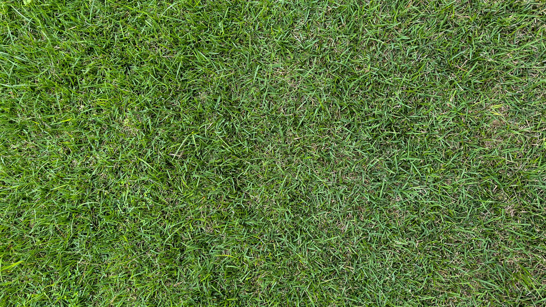 Fresh sod along a turf edge after repair work