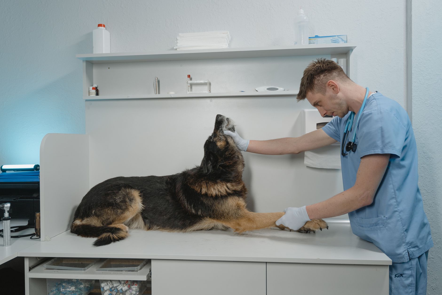 A dog being guided across a clinic floor, emphasizing the traction and footing concerns that matter in veterinary emergency spaces.