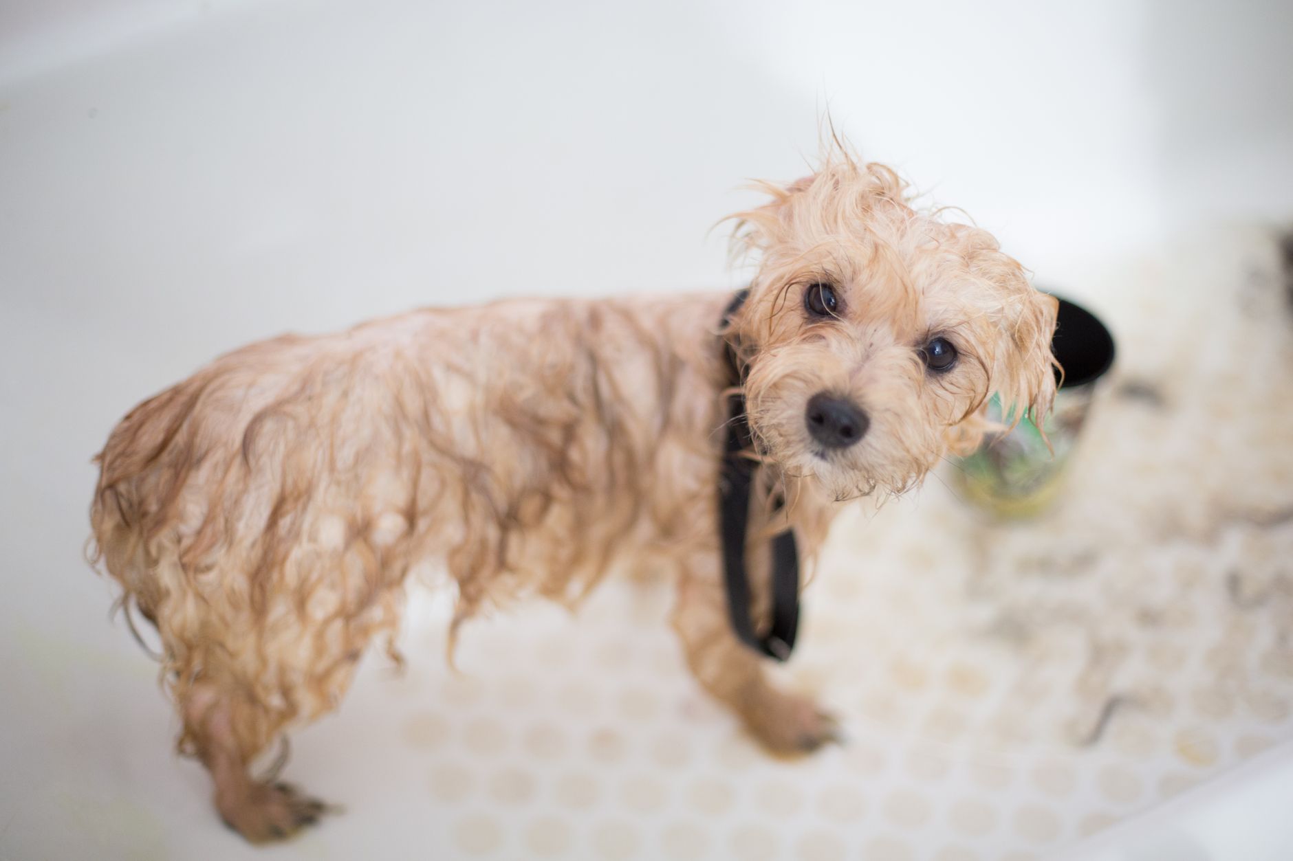 Wet grooming tub area where rinse water and product residue collect on surrounding tile.