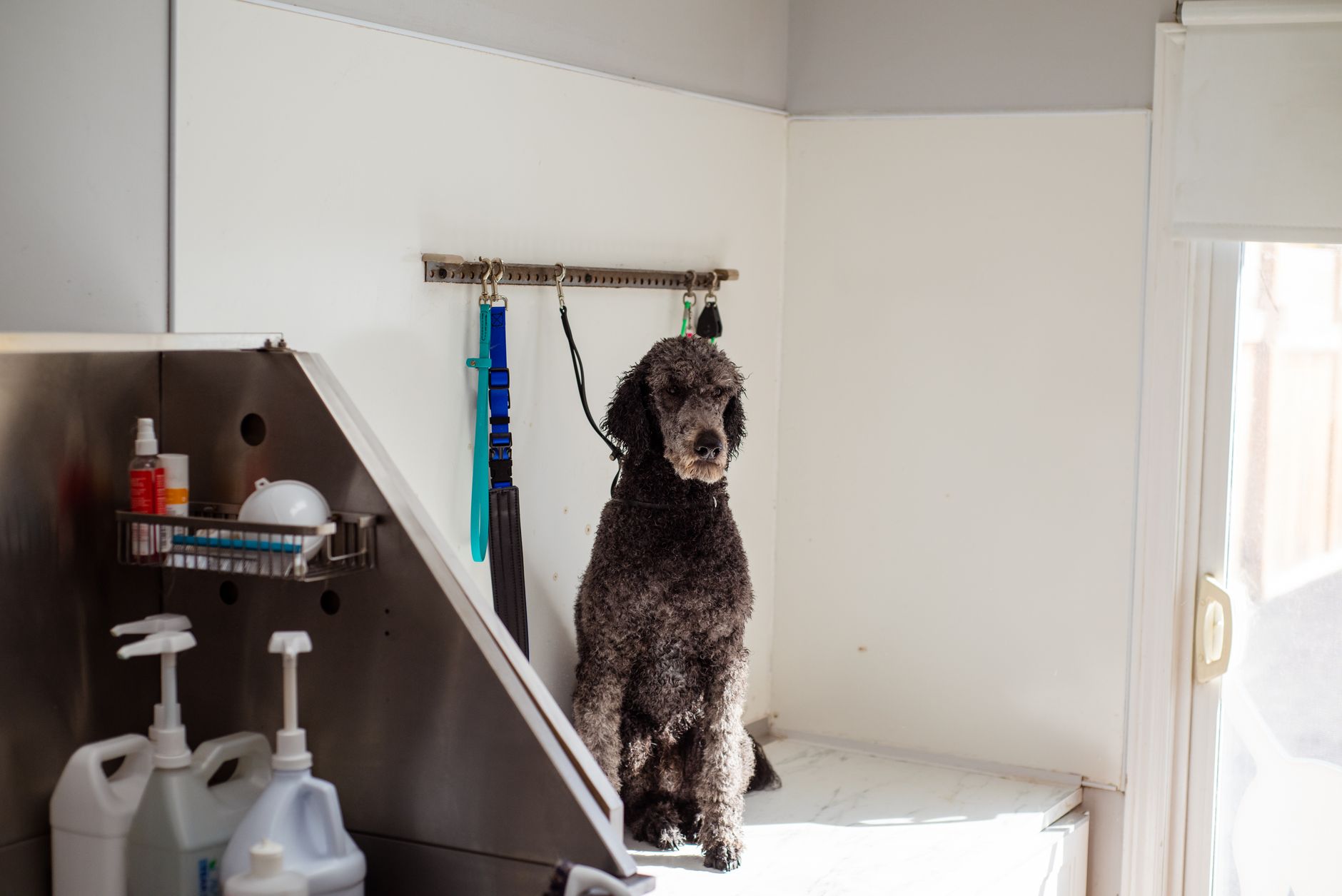 Bright pet grooming salon with tiled floors and grooming stations where overnight floor care must handle hair and water.