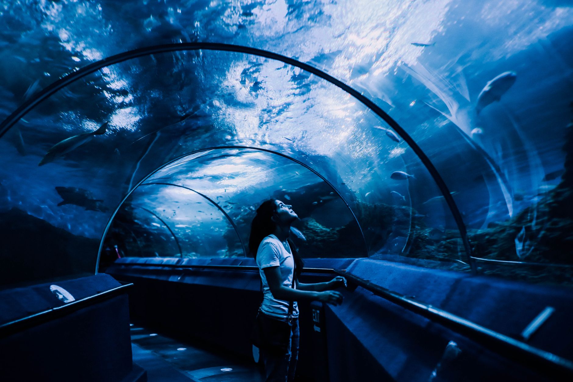 Visitors move through a dim public aquarium walkway with glowing tanks and frequent stop-and-go foot traffic.