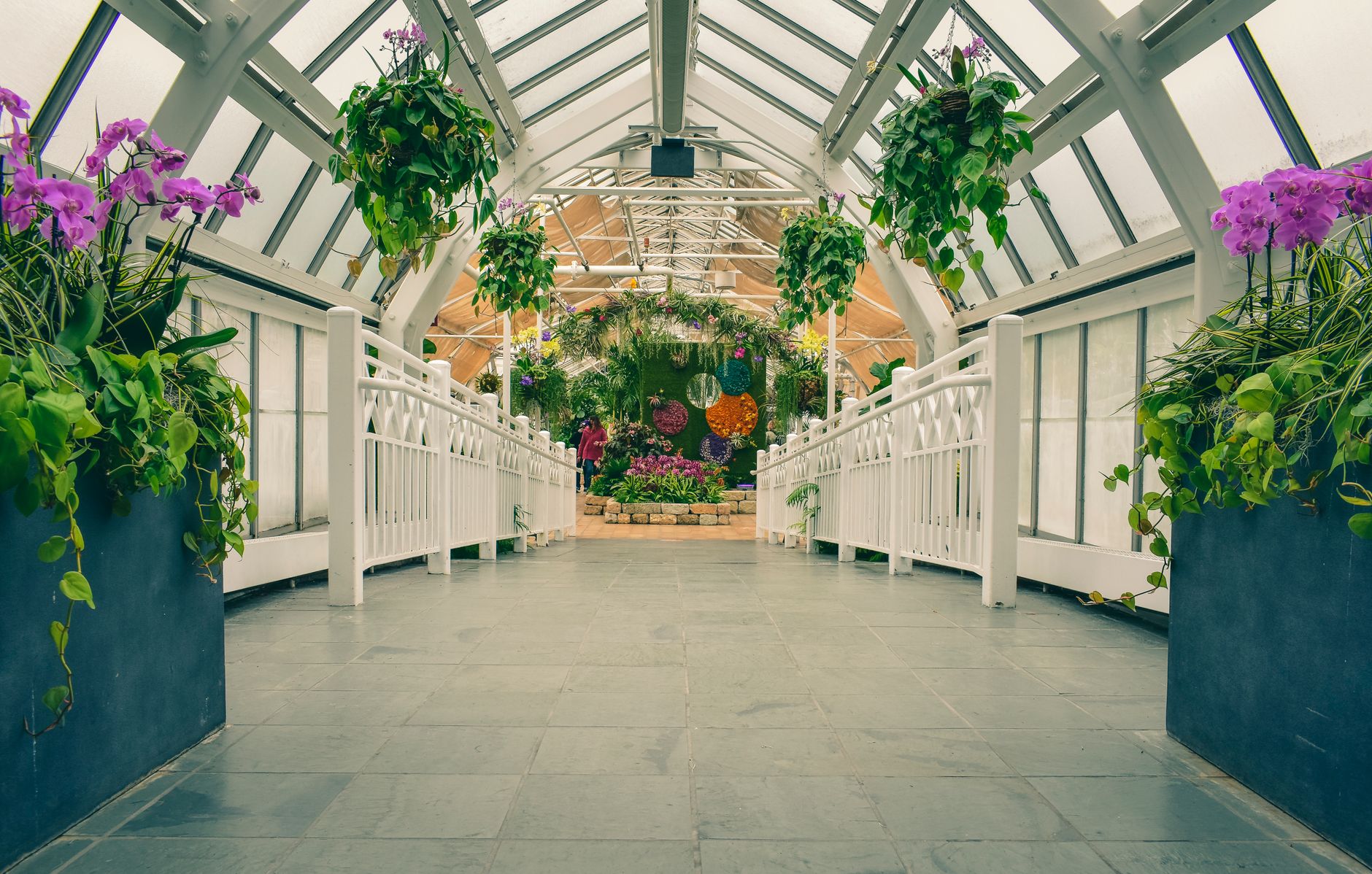 A clean aisle through a commercial cultivation room, illustrating the controlled environment where sanitation routines have to fit around crop production.