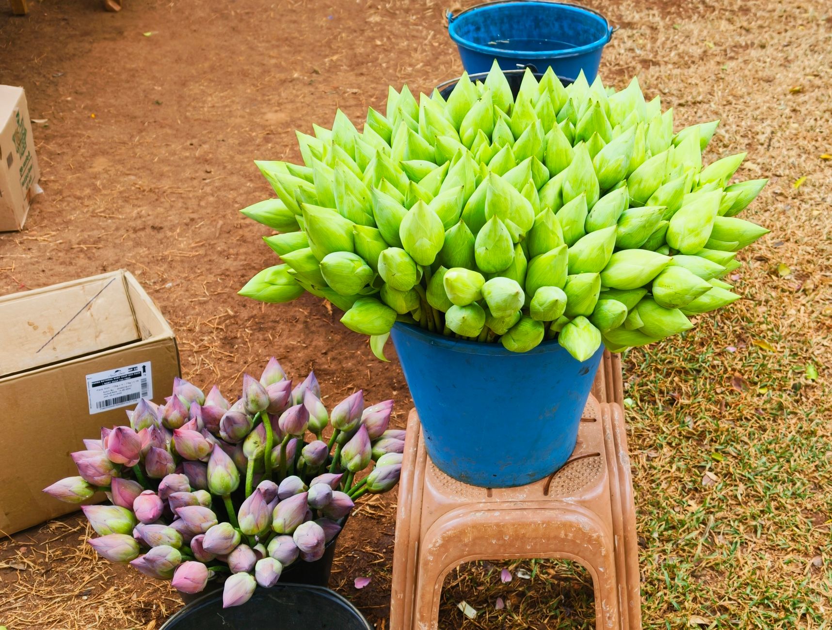 Stems standing in water buckets, a reminder that moisture changes grip and label adhesion.