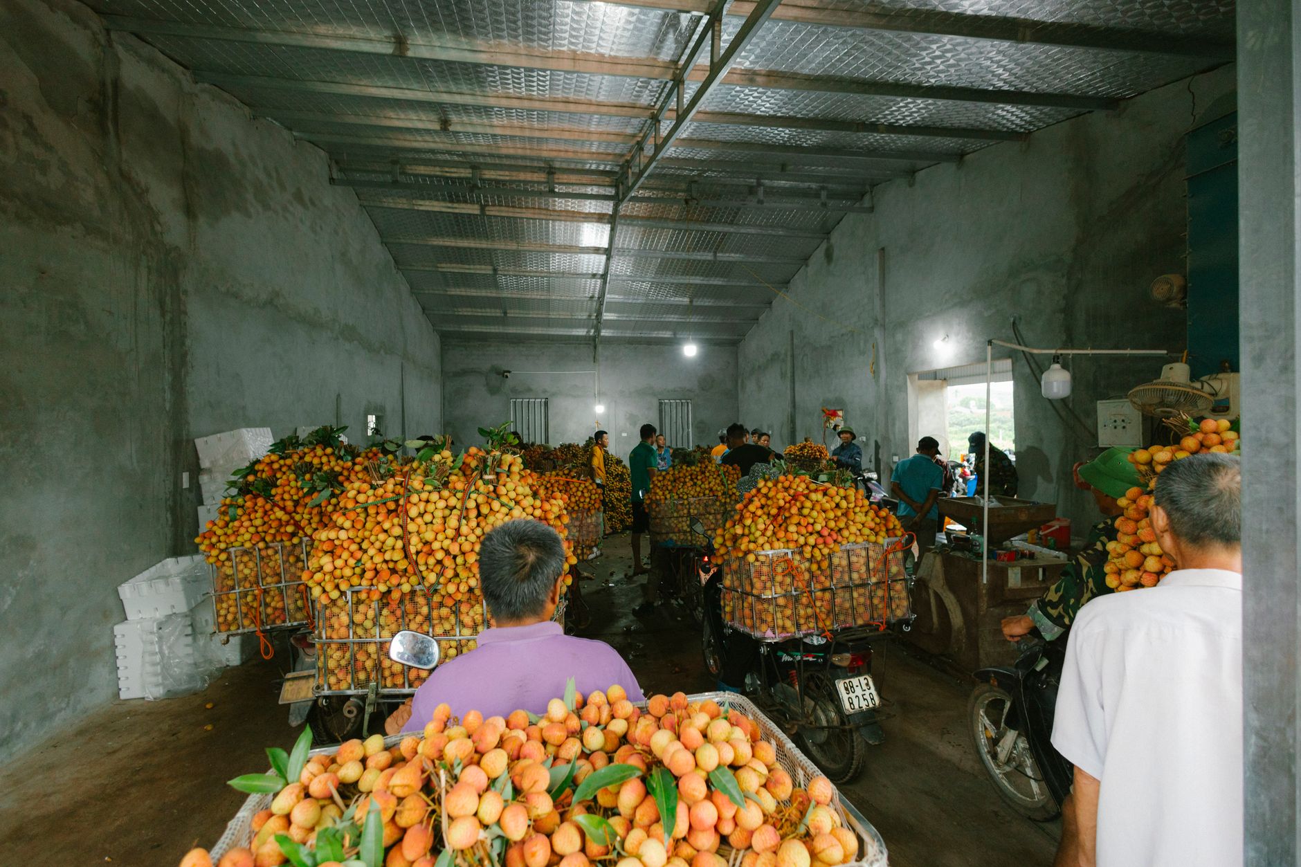 Fresh fruit staged in a packing area where workers traditionally grade by size and color before cartons ship.