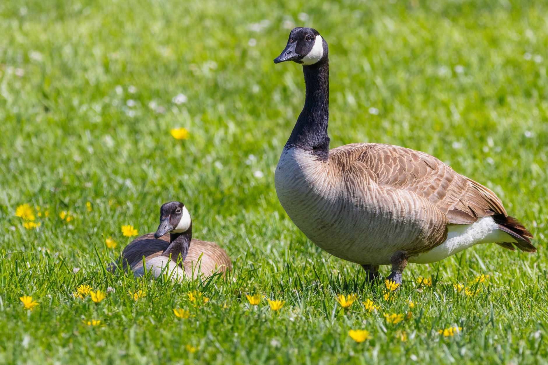 Geese grazing on short turf near a tree line