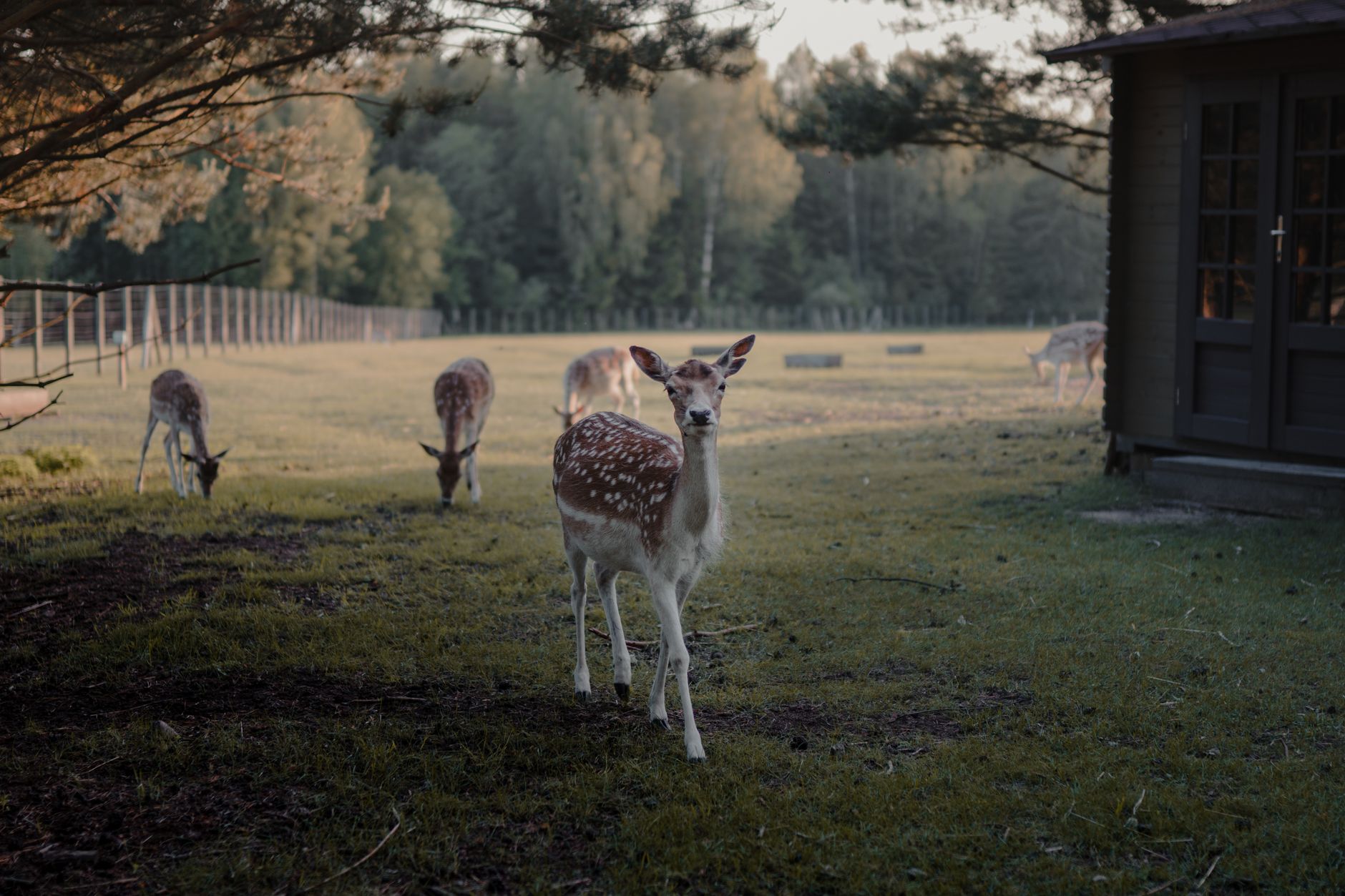 A deer standing in open grass at early morning light