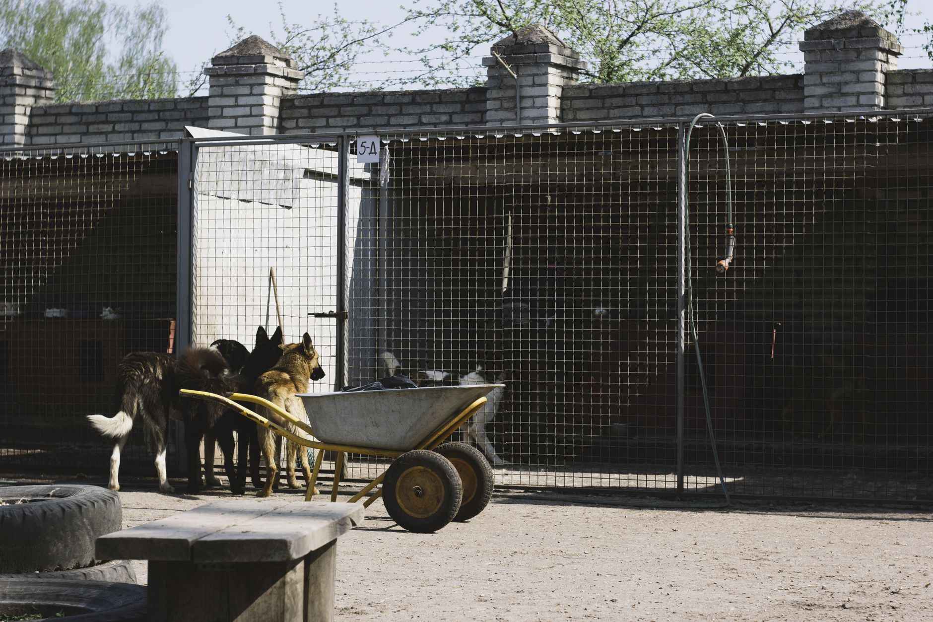 Kennel rows where dogs may react to unfamiliar robot motion and sound.