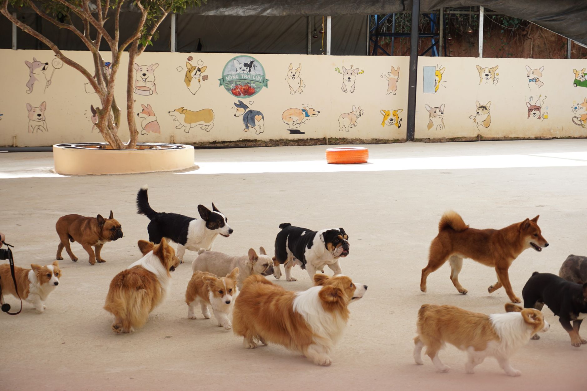 Open hard-floor play space inside an indoor dog daycare, showing the kind of floor area where nightly cleaning consistency matters.