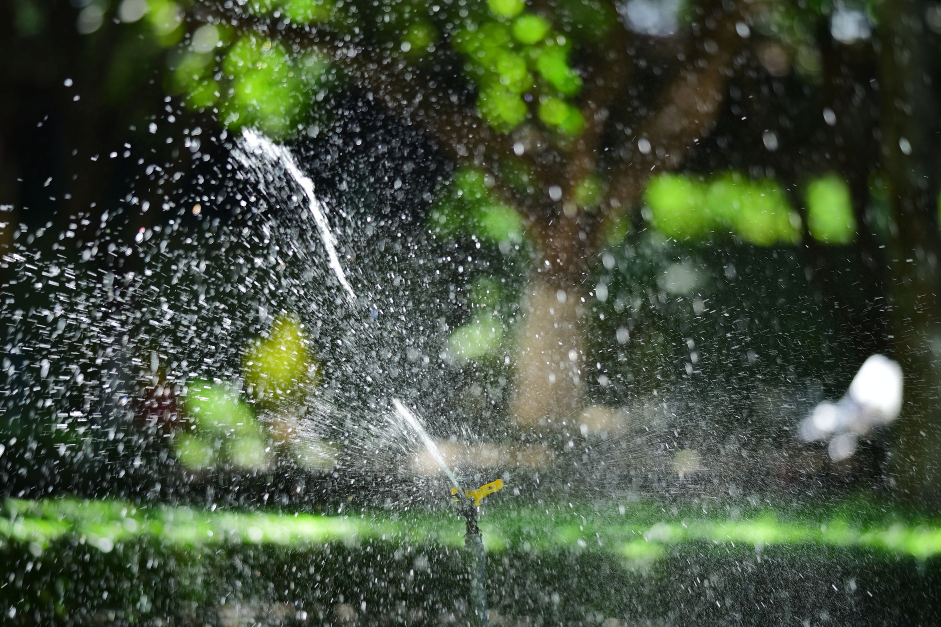 Sprinkler head watering a green lawn on a sunny day.