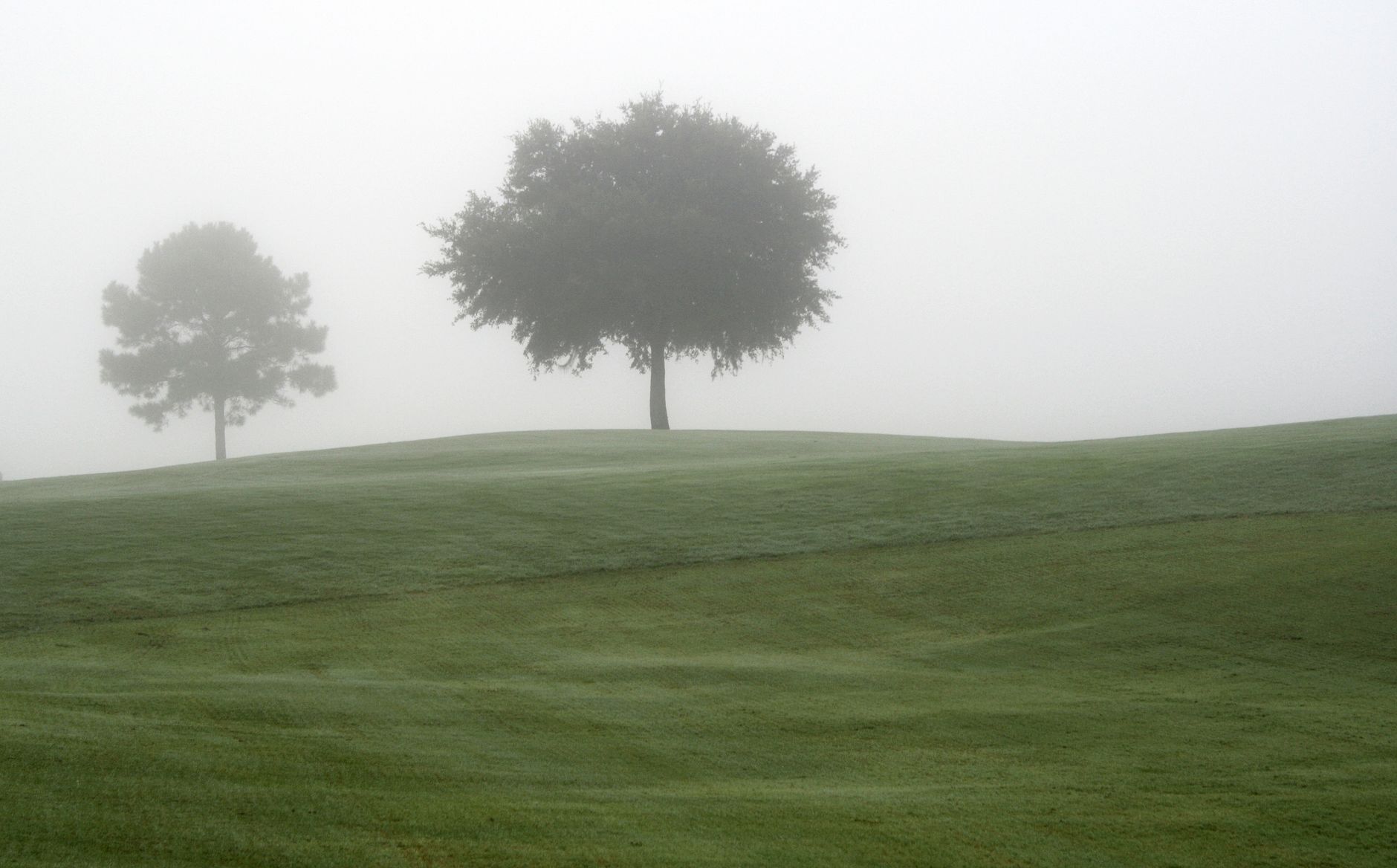 Close view of turf dew on a quiet golf fairway at dawn