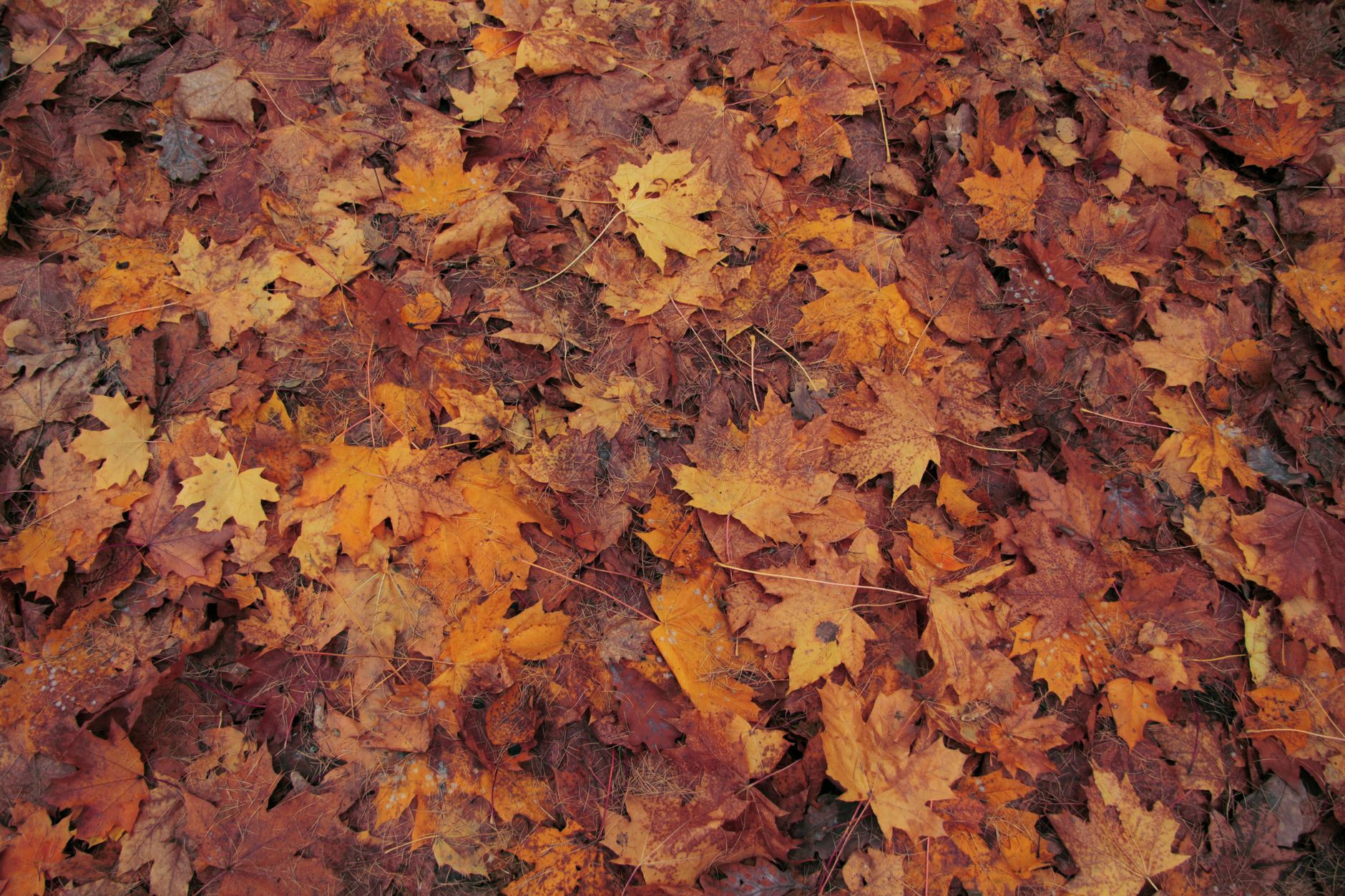 A thick mat of fallen leaves covering turf beside a tree line