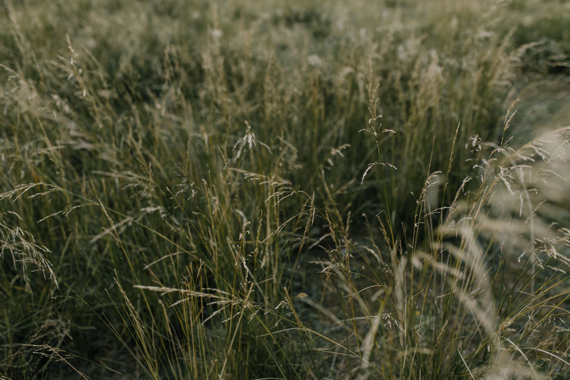 Tall grass along a field edge where mowing schedules affect motion detection on solar patrol loops.