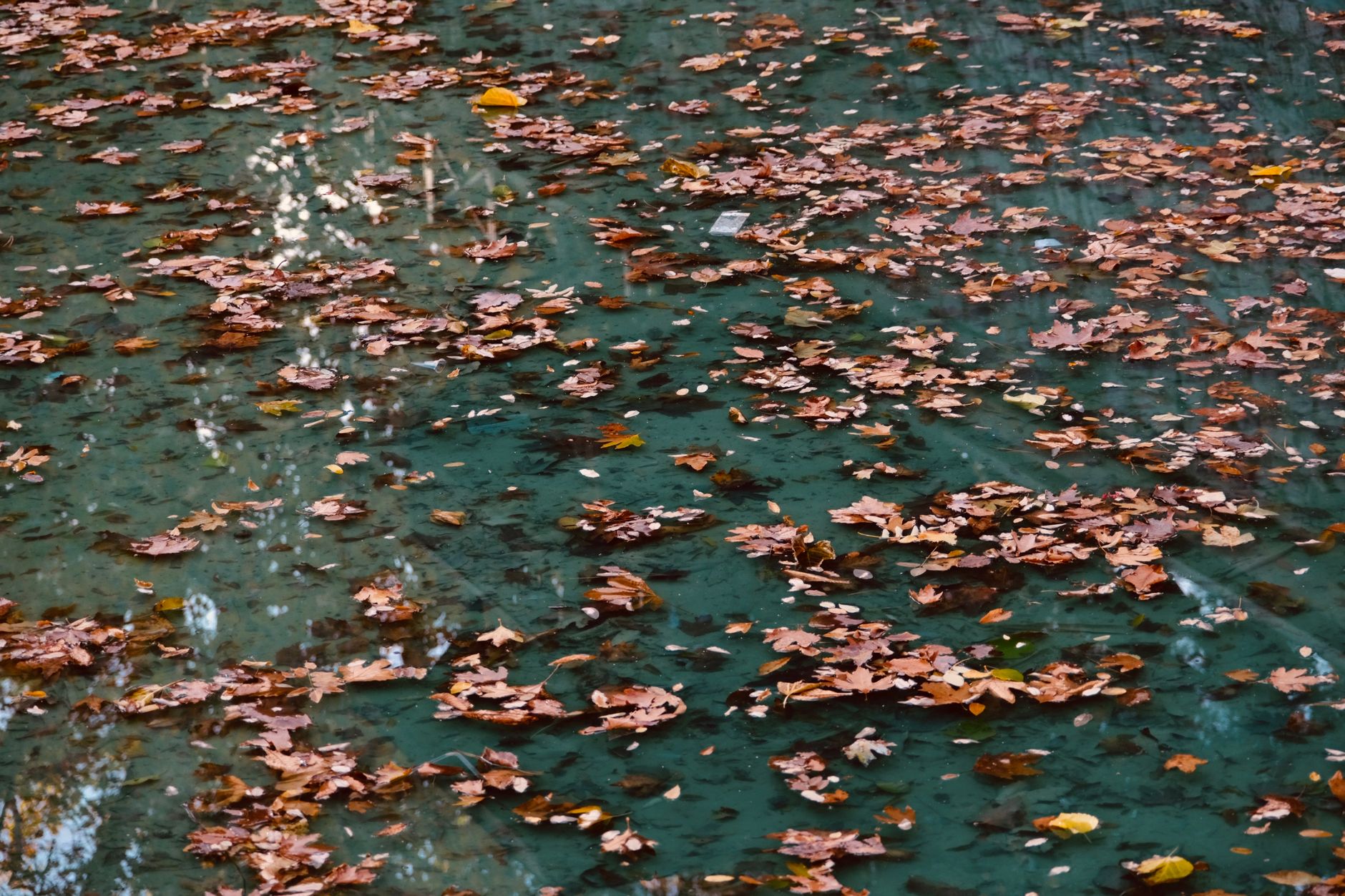 Leaves floating on pool water illustrating seasonal debris loads.