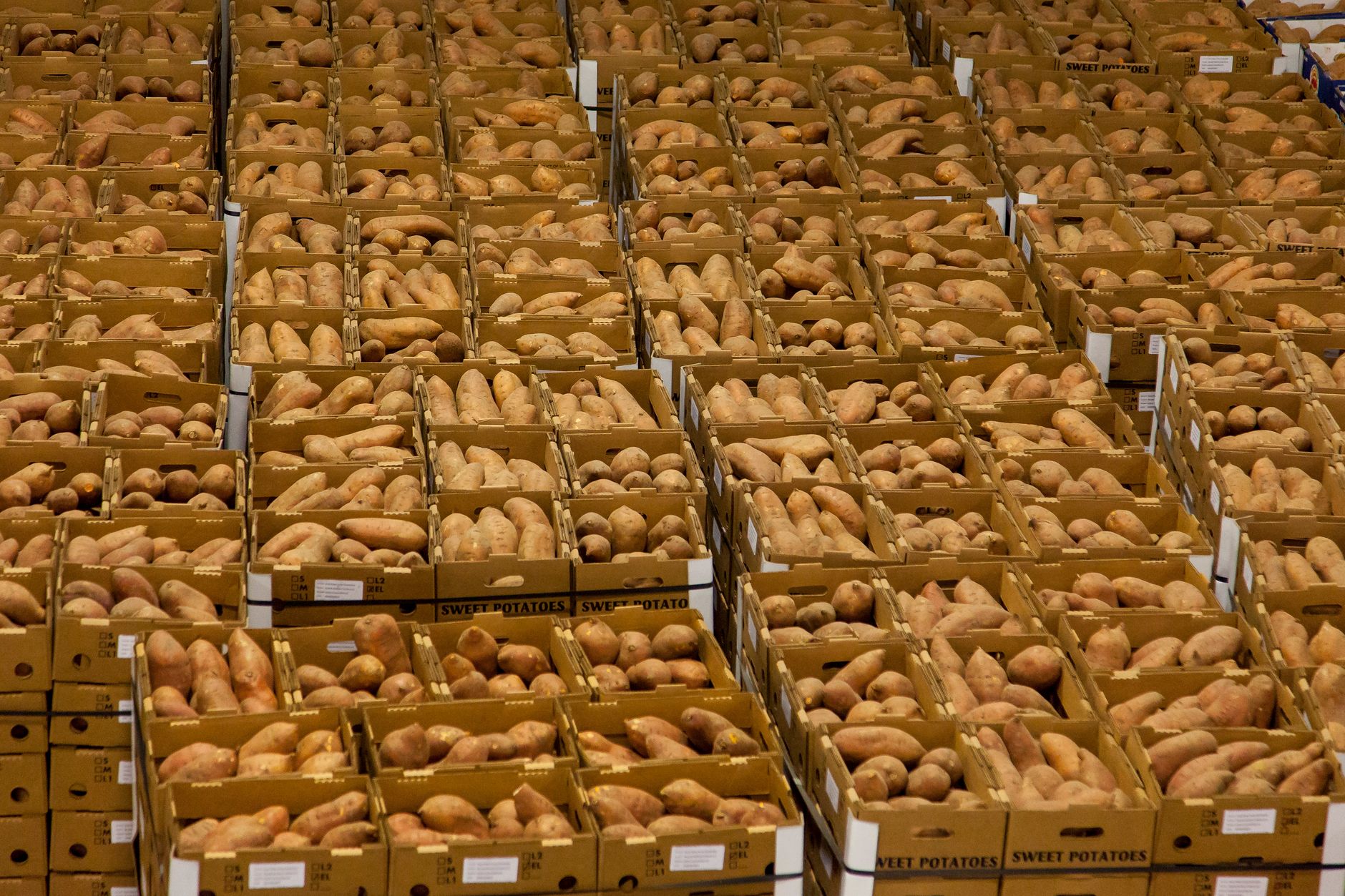 Pallets of packed produce sit on a concrete warehouse floor before buyers move them.