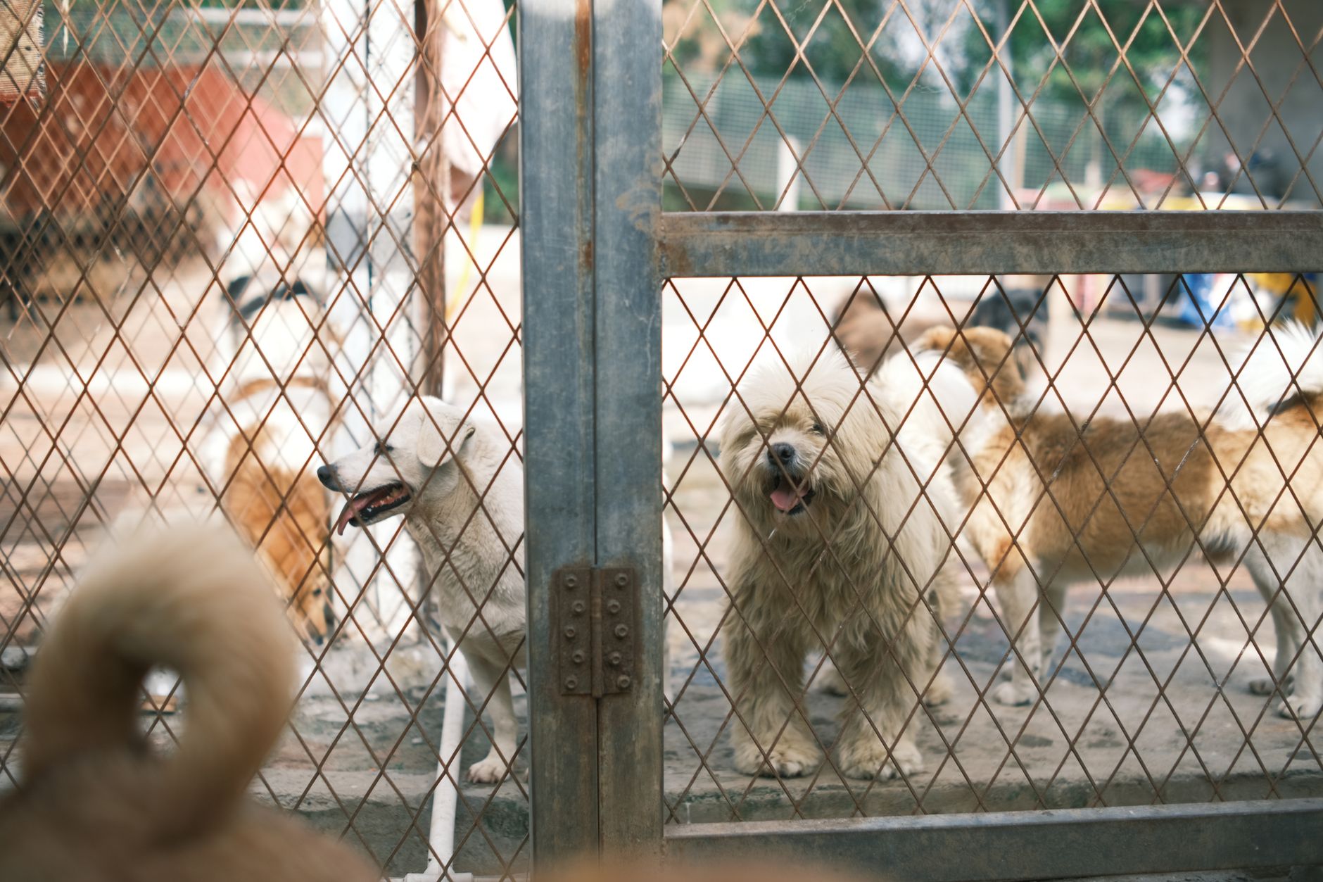 Kennel corridor with dogs in housing runs, illustrating the loud, high-stimulation environment that makes daytime floor-machine use harder to schedule.
