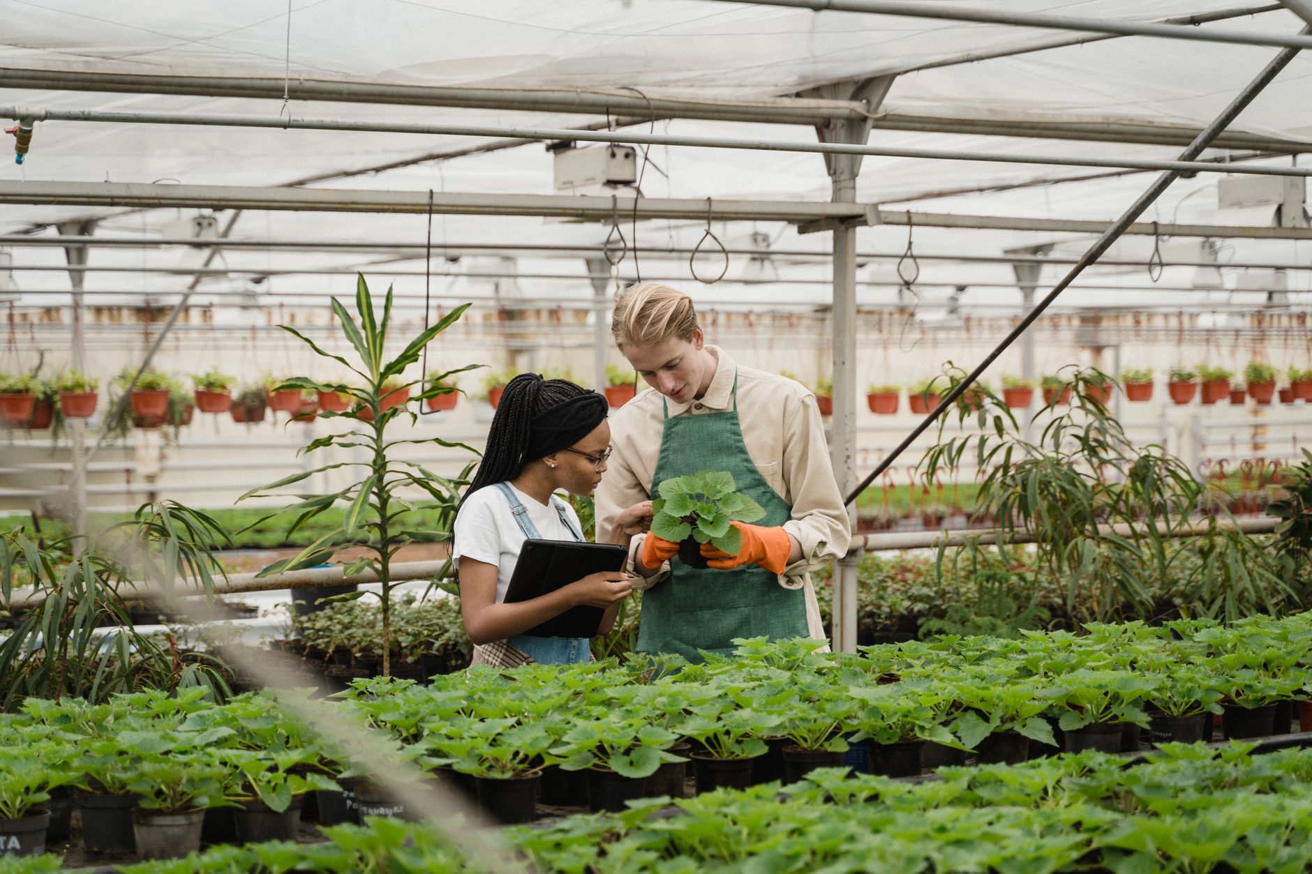 A worker closely inspecting plants along a greenhouse aisle, matching the article’s emphasis on routine scouting and crop judgment.