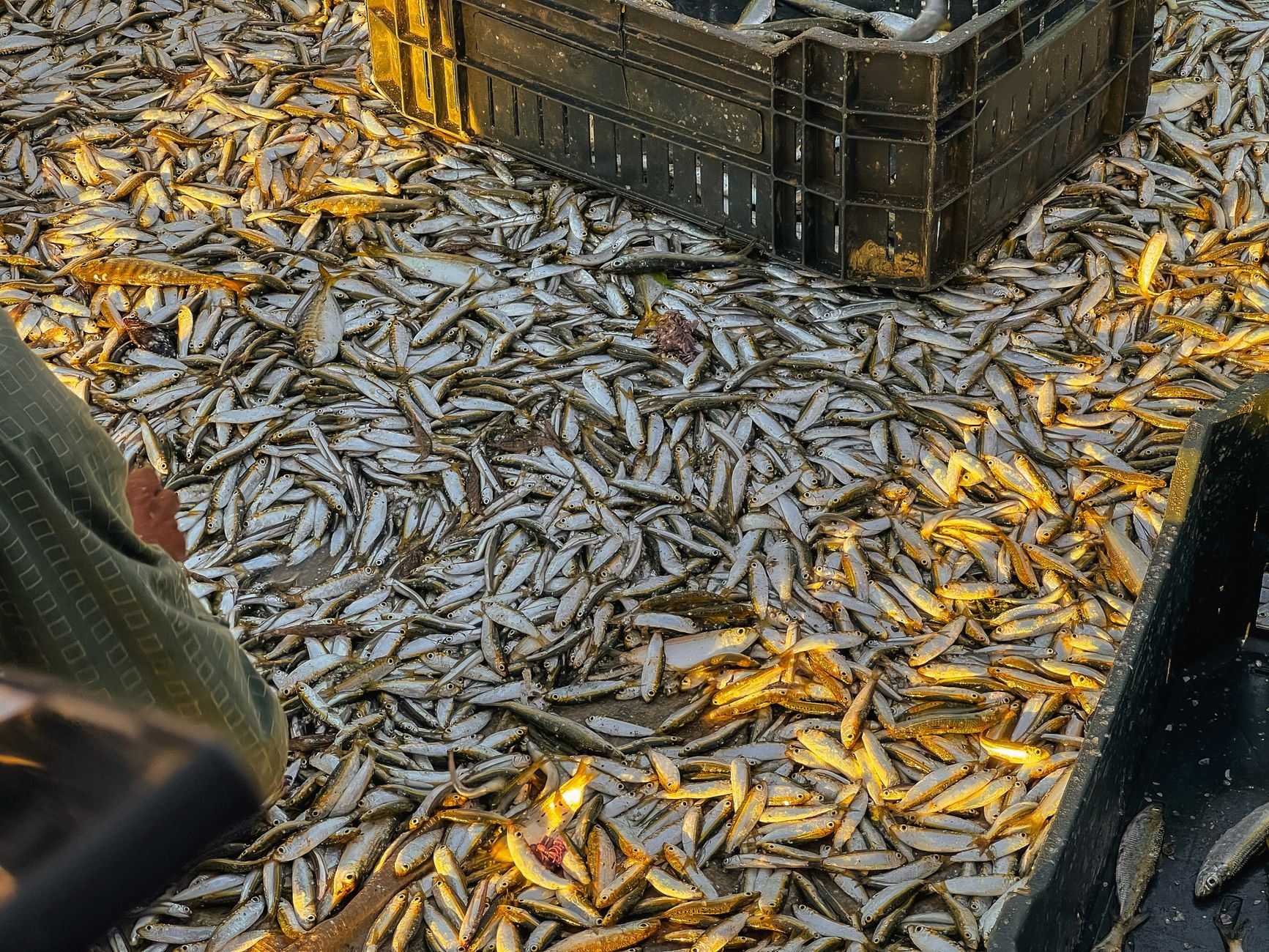 Stacked seafood crates define contained product flows within a wholesale fish market.