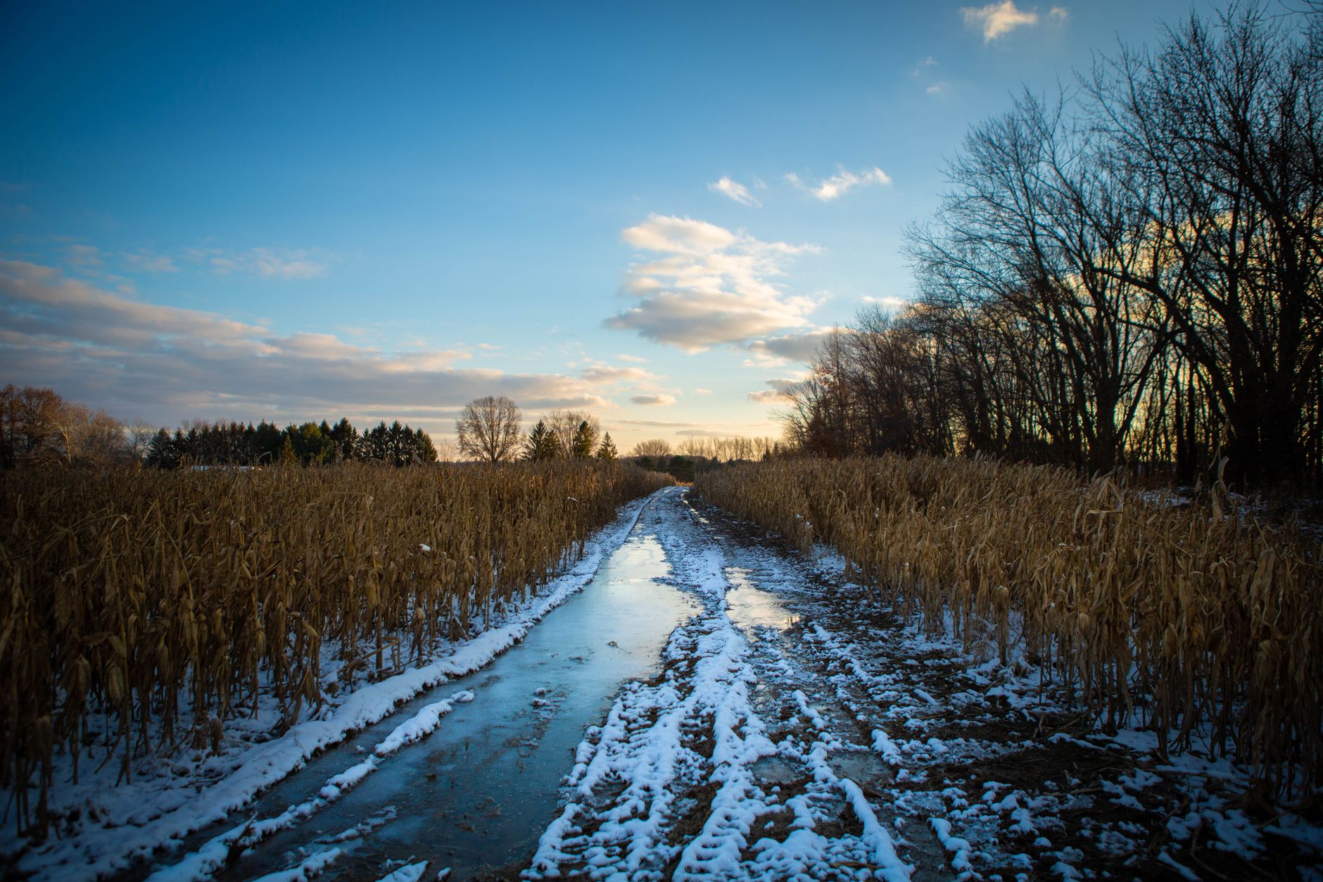A rutted muddy lane between nursery blocks after rain, showing the kind of surface a patrol route must handle.