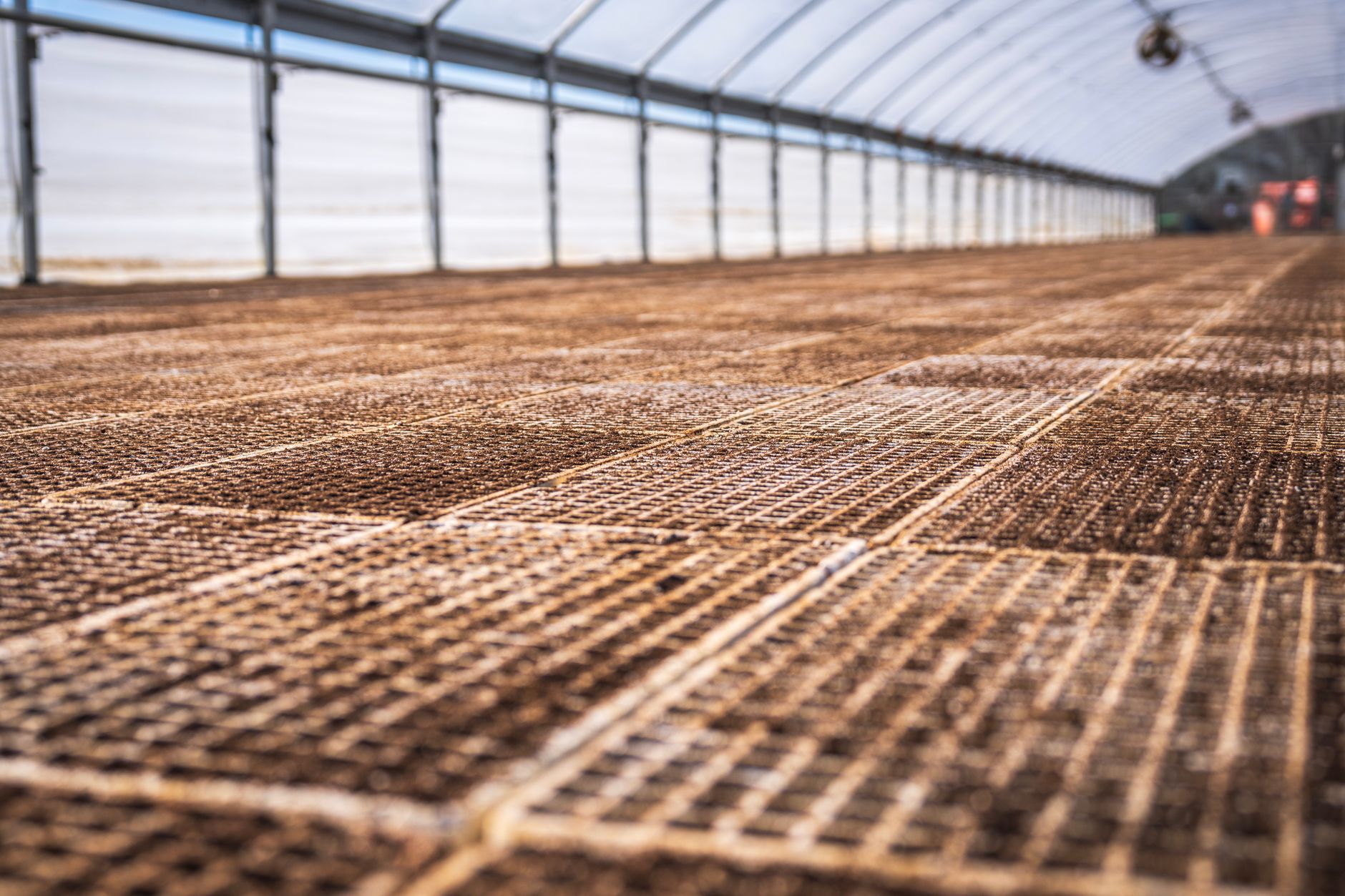 Long rows of container plants in an outdoor wholesale nursery yard at dusk.
