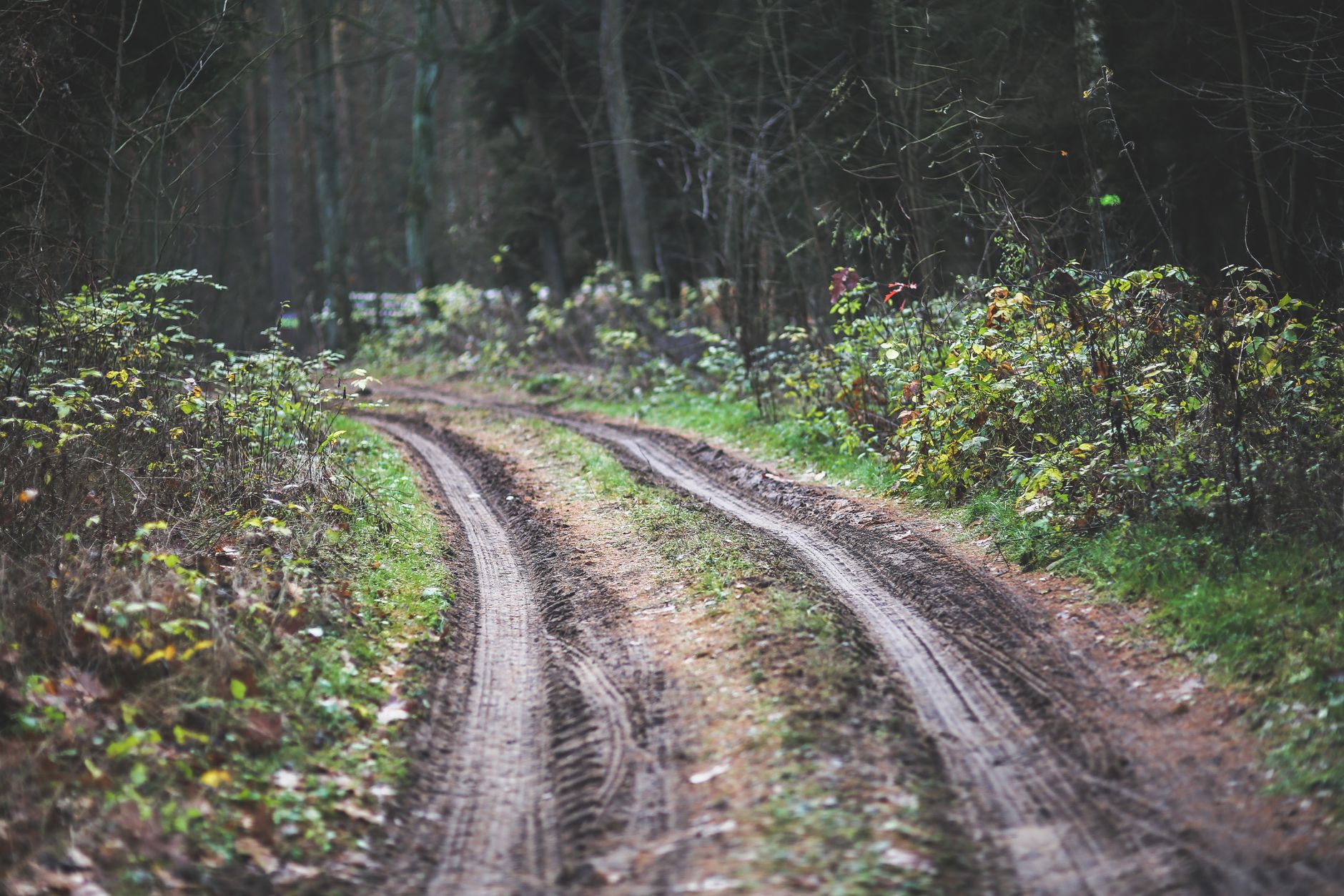 Rooty forest trail with damp mulch and uneven ground like routes between distant outdoor artworks.