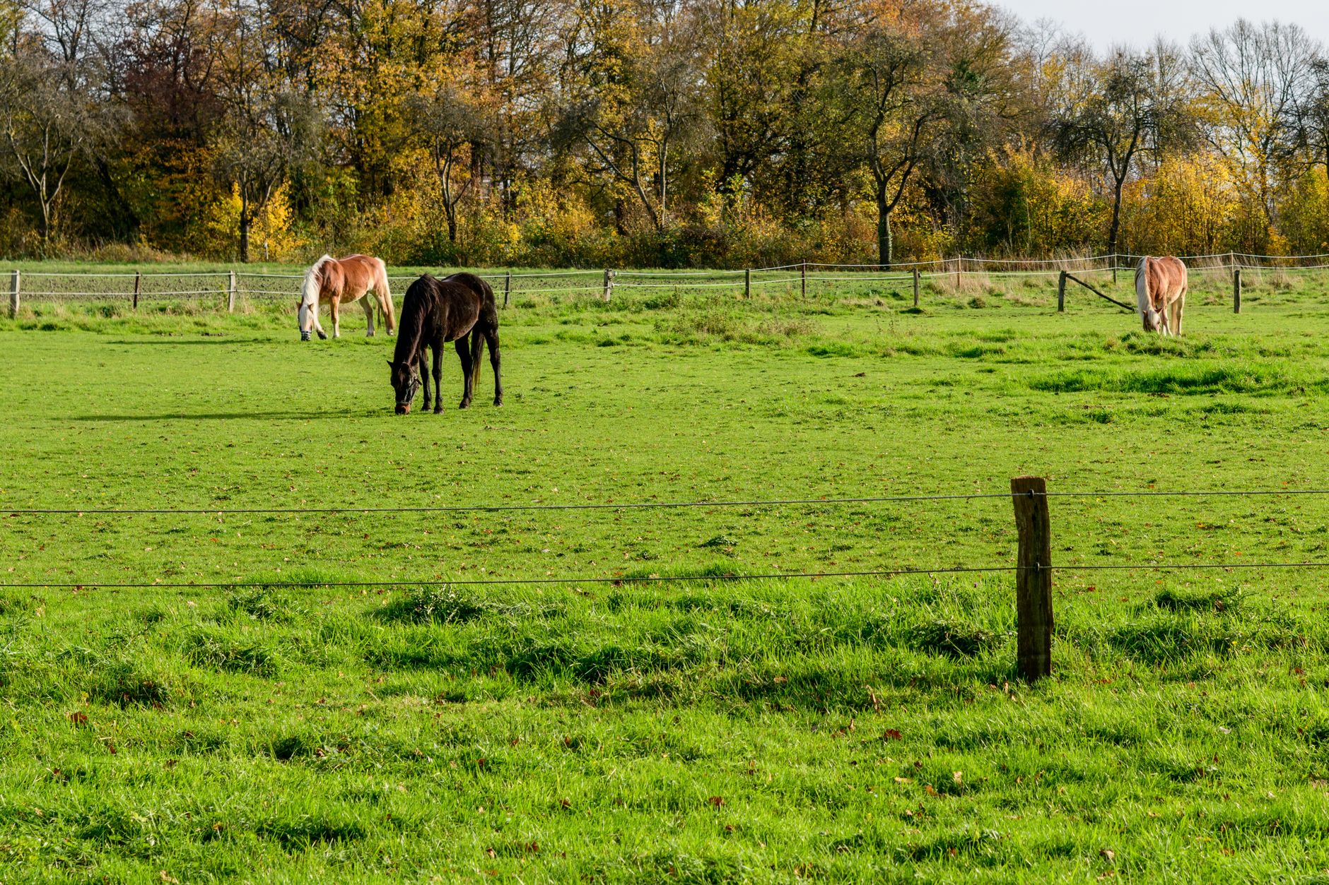 Fenced paddock perimeter at dusk, where geofenced robot patrols must stay clear of loose horses.