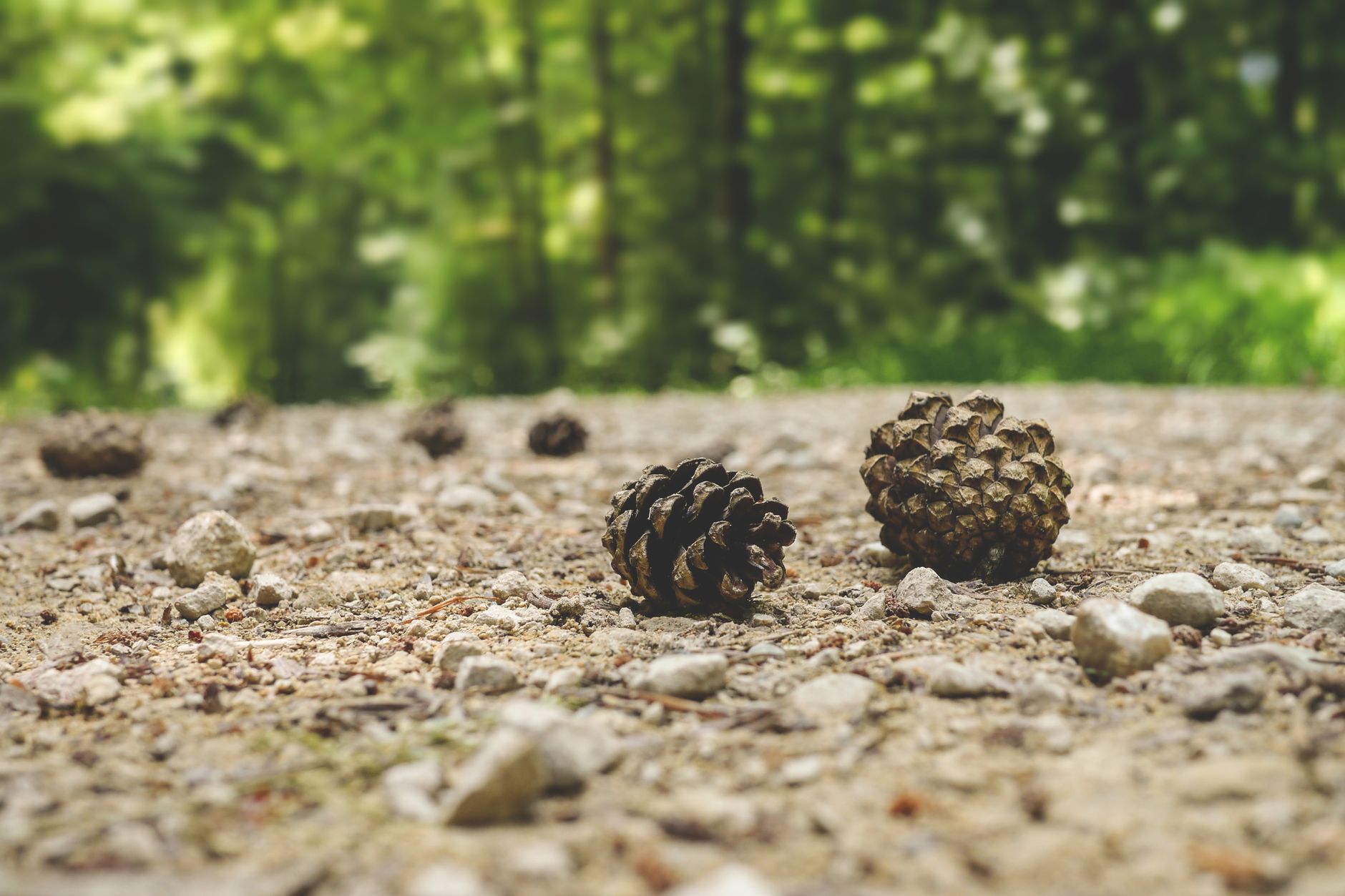 Small sticks and cones scattered on grass