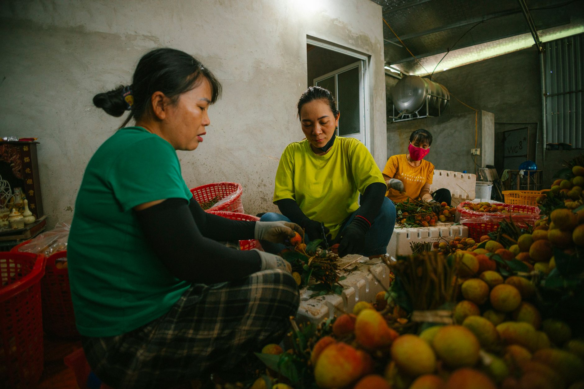 Workers pack and sort produce beside stacked crates in a busy packhouse.