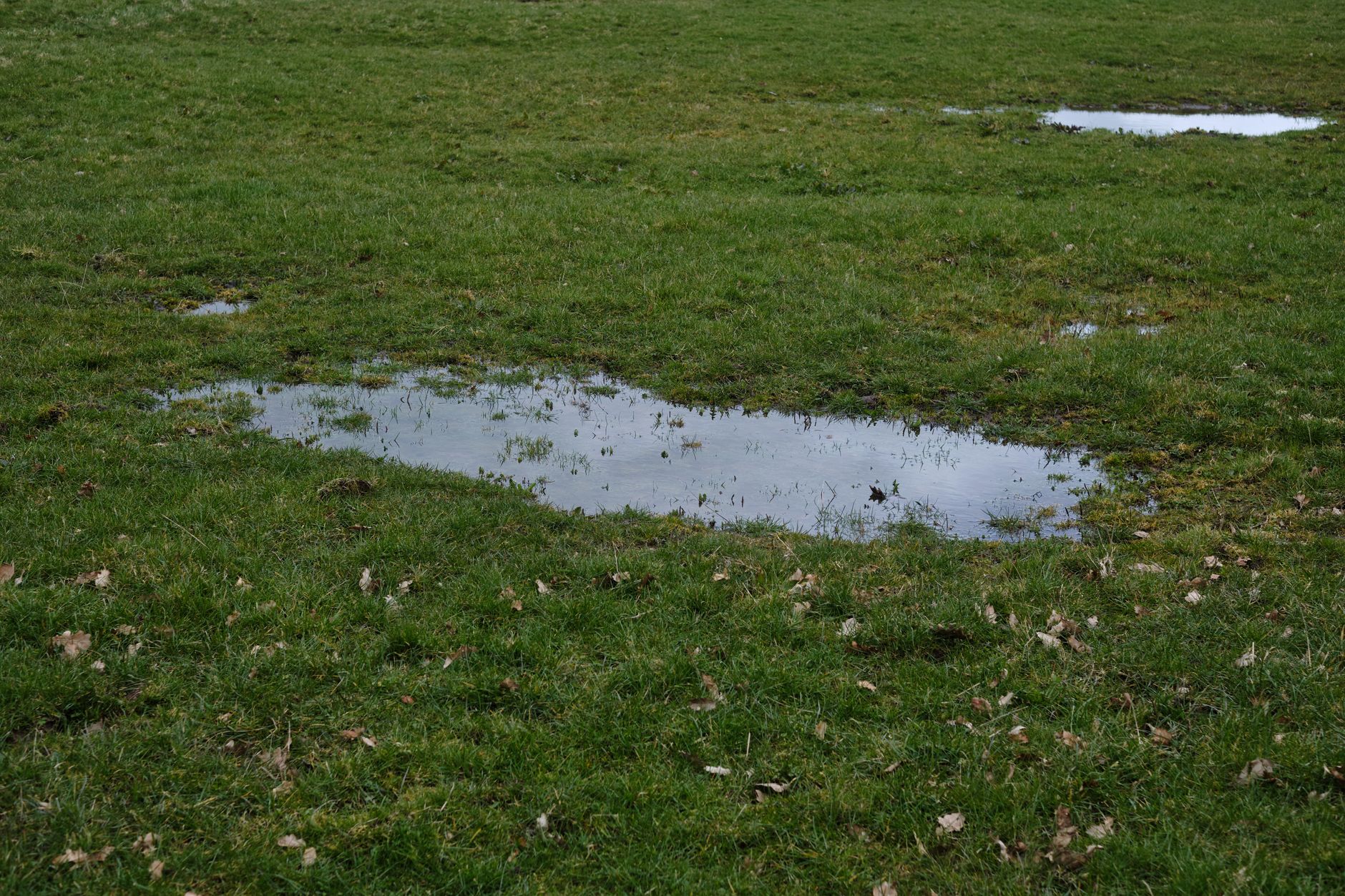 Standing water pooling on a low area of turf