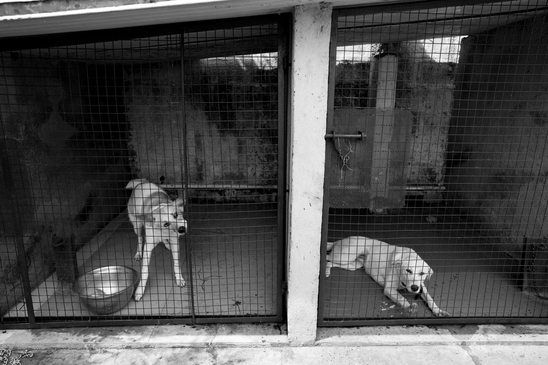 Dogs resting quietly in individual boarding suites during an evening lull.