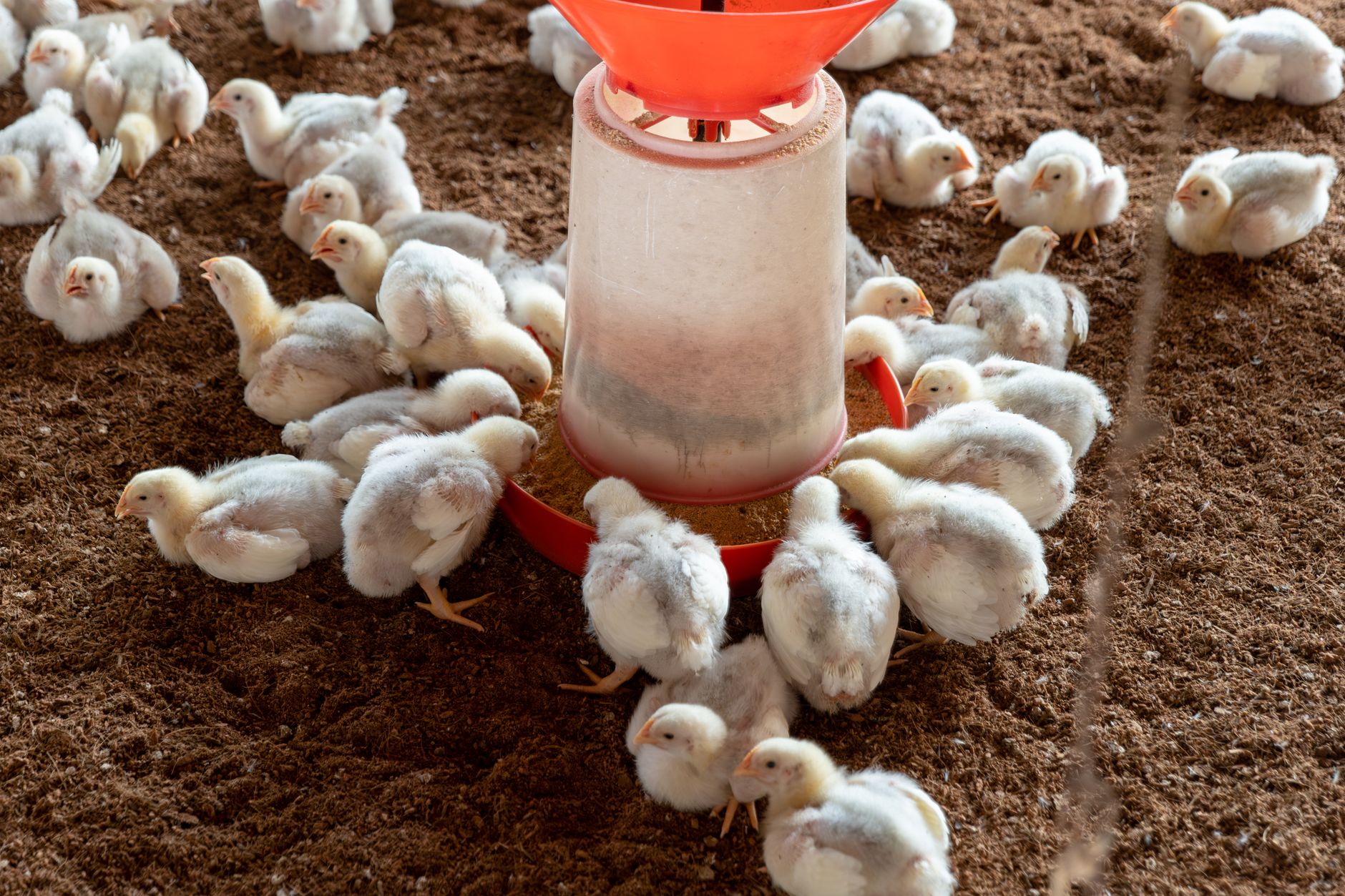 A close view of mixed livestock feed illustrates the grass, pulp, citrus, and concentrate ration.