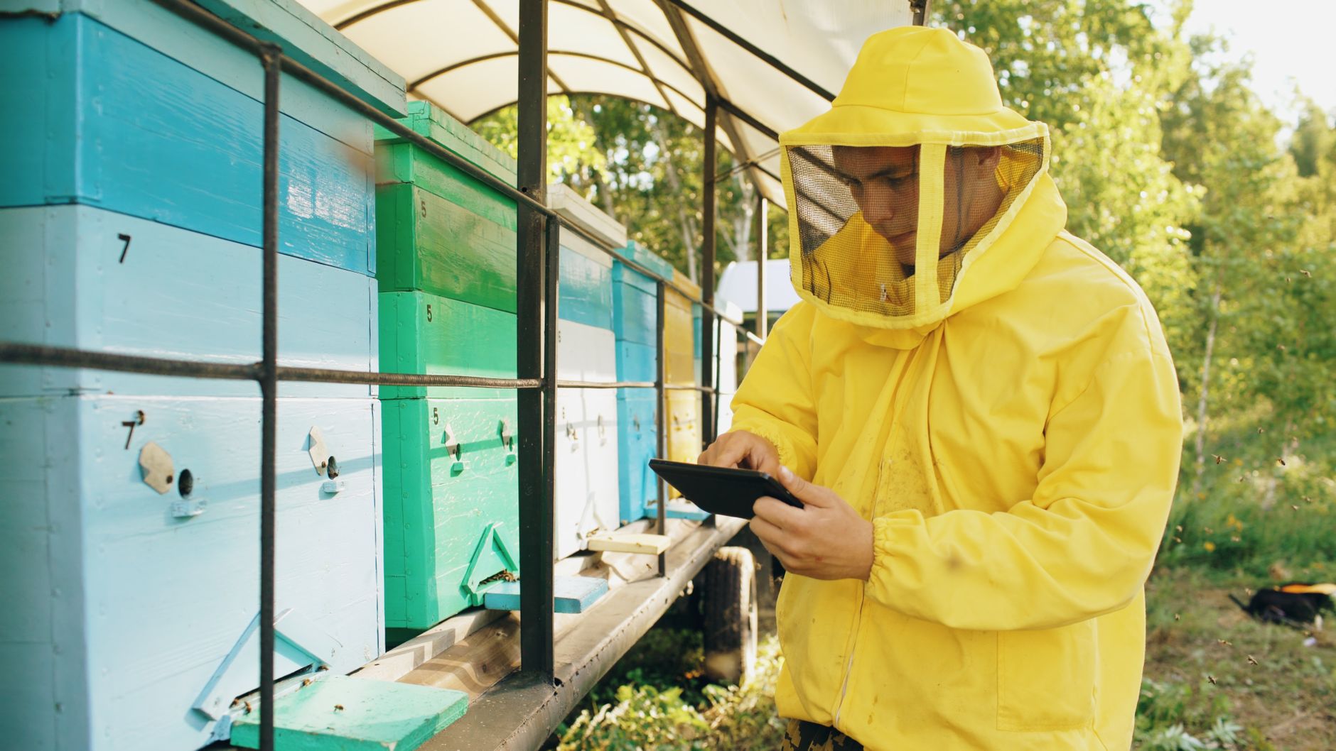 A farm manager uses a tablet while overseeing livestock inside a working barn.