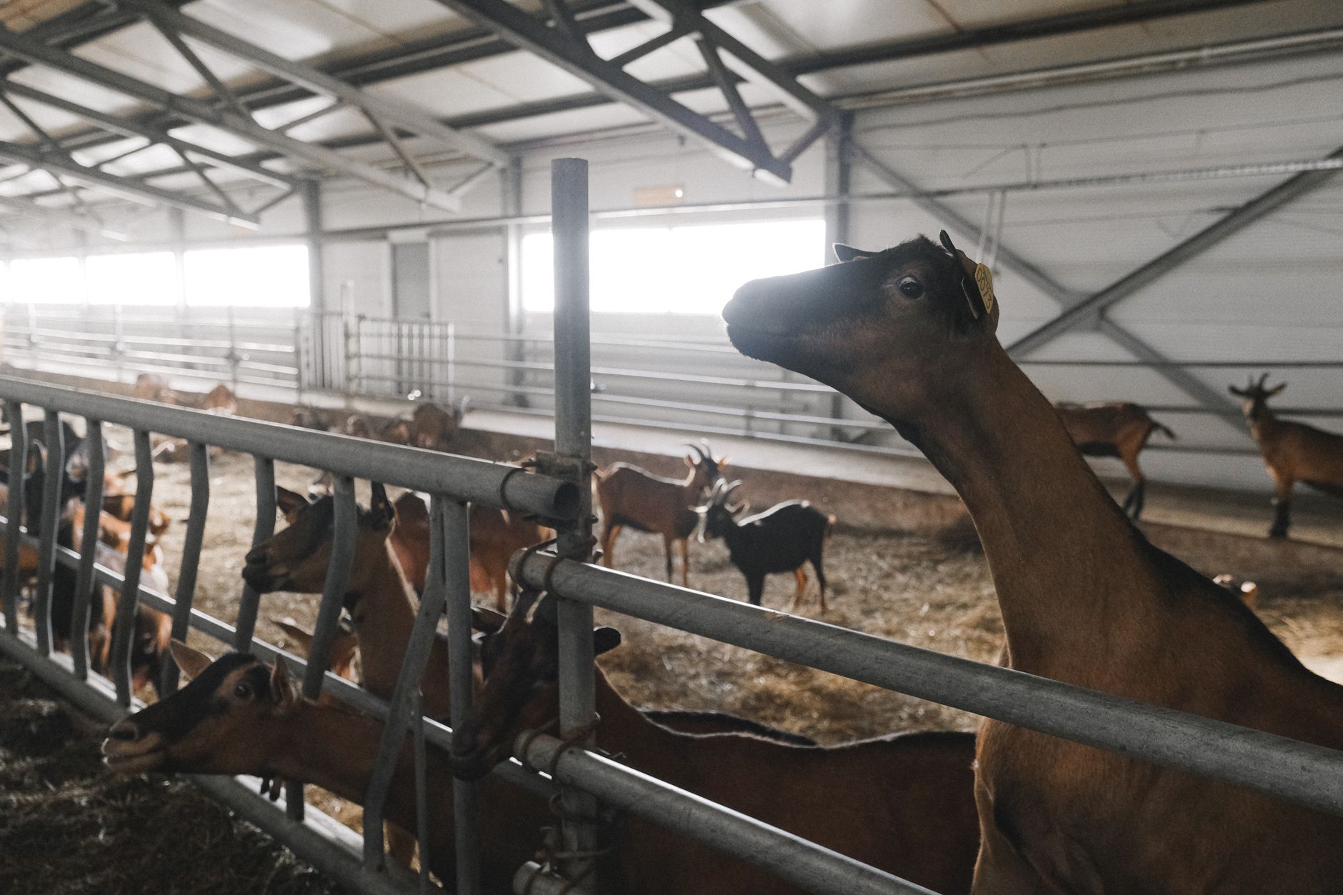 A large herd of dairy goats stands inside a bright commercial barn.