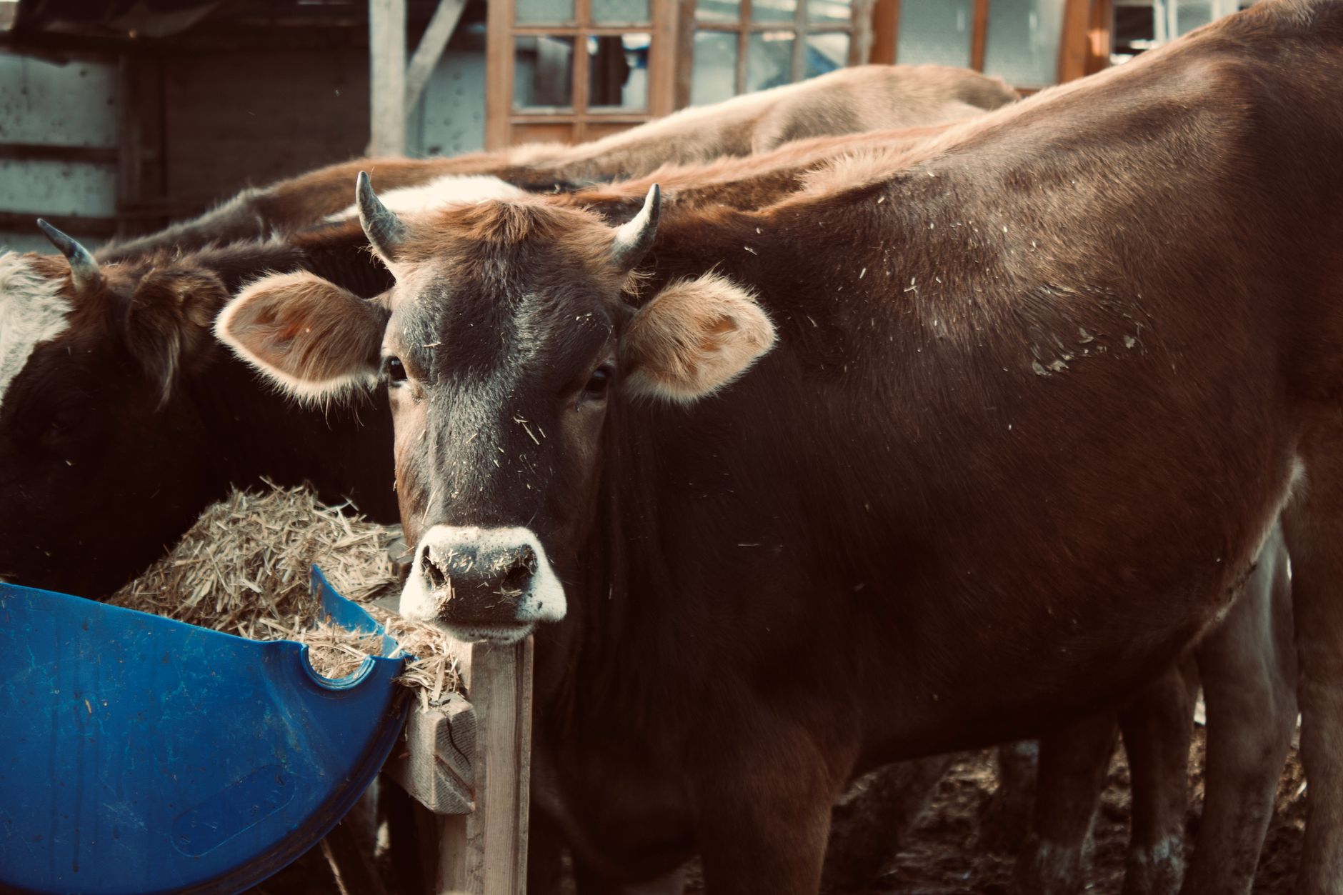 Dairy cows moving and resting inside a barn, illustrating the cow-flow environment behind the farm's new routine.