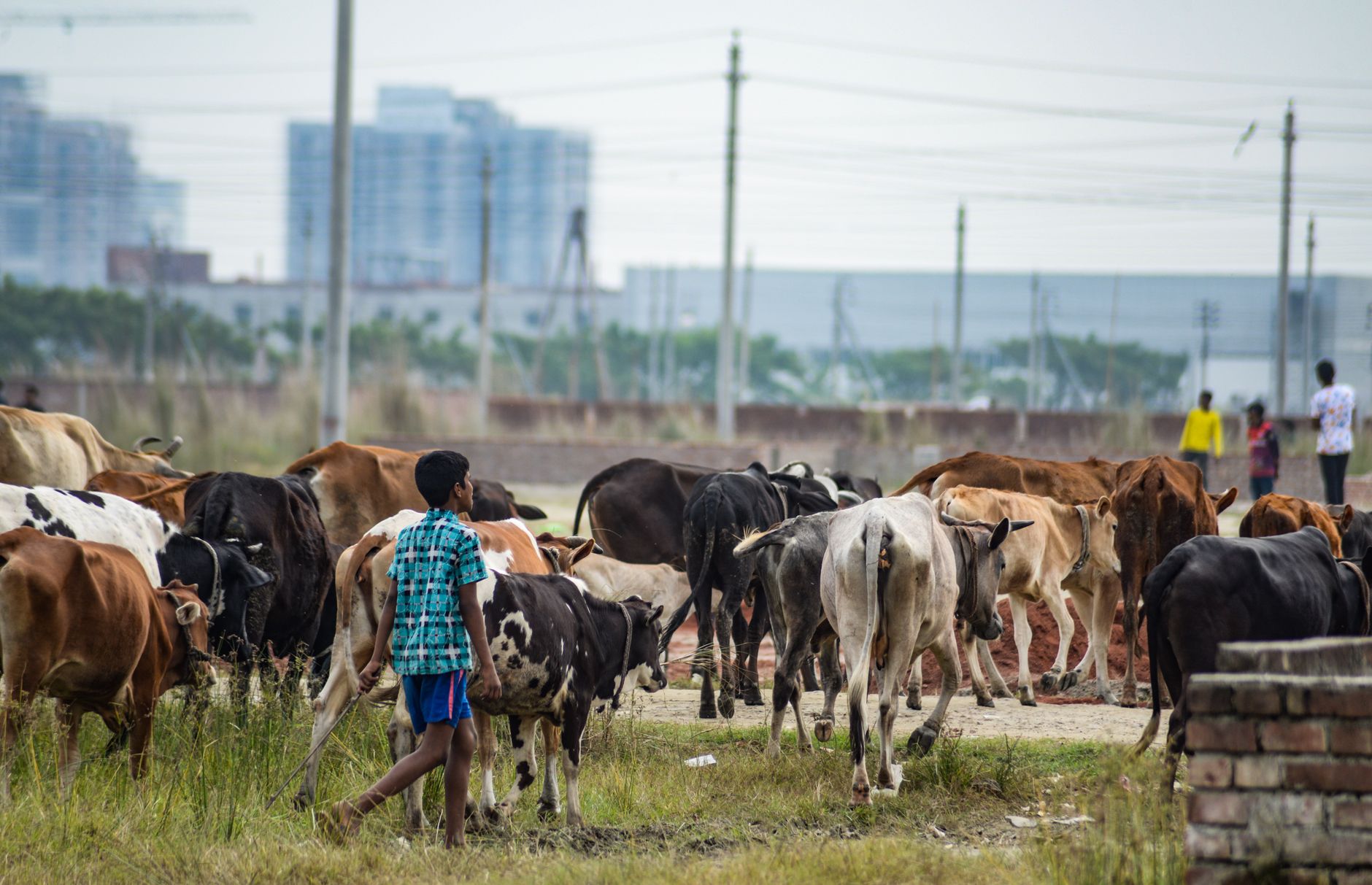 A dairy farmer walking among cows while monitoring the herd inside a barn.