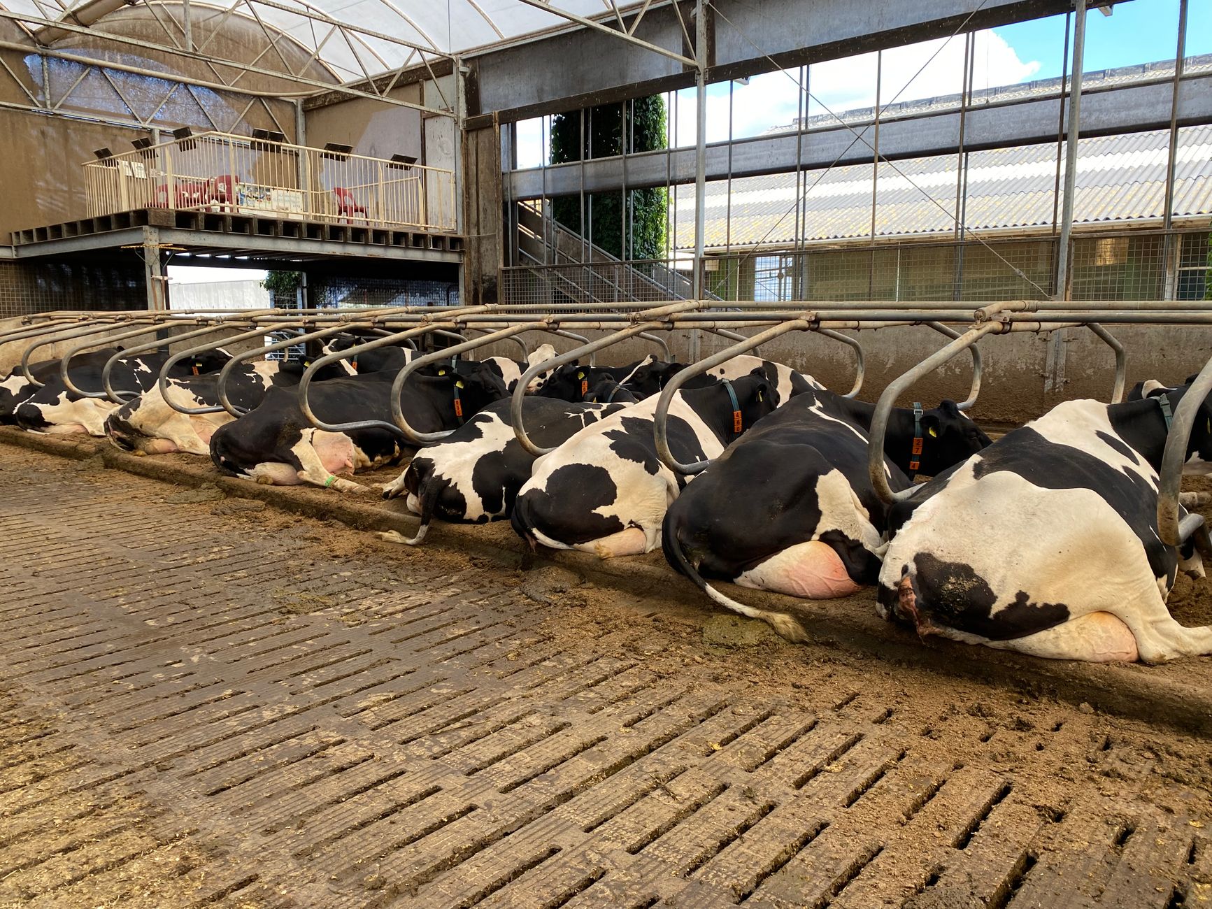 A dairy cow resting comfortably in a clean, bedded stall.