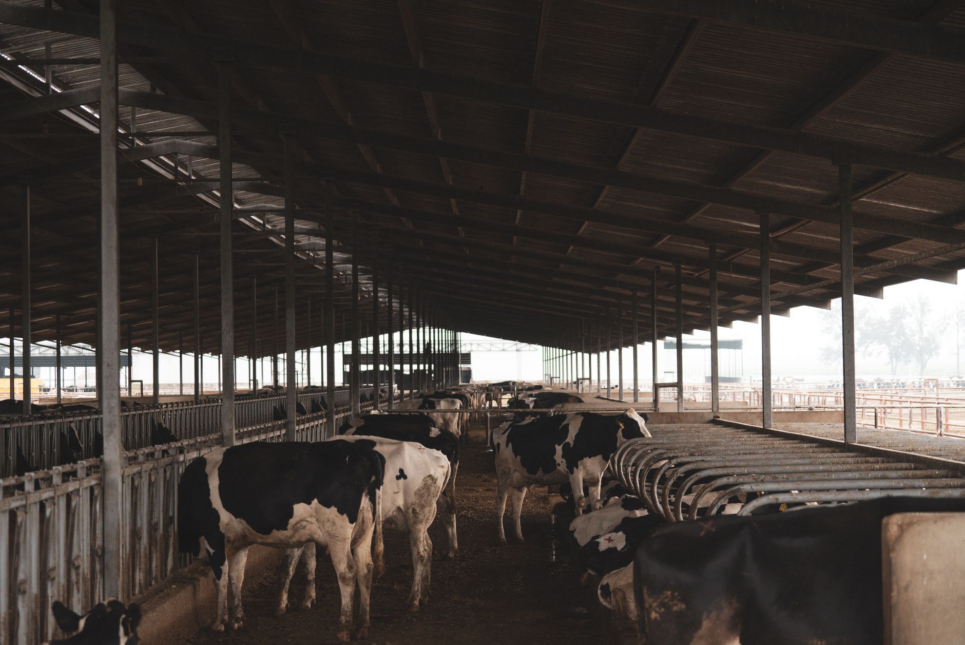Dairy cows standing together inside a spacious barn on a family farm.