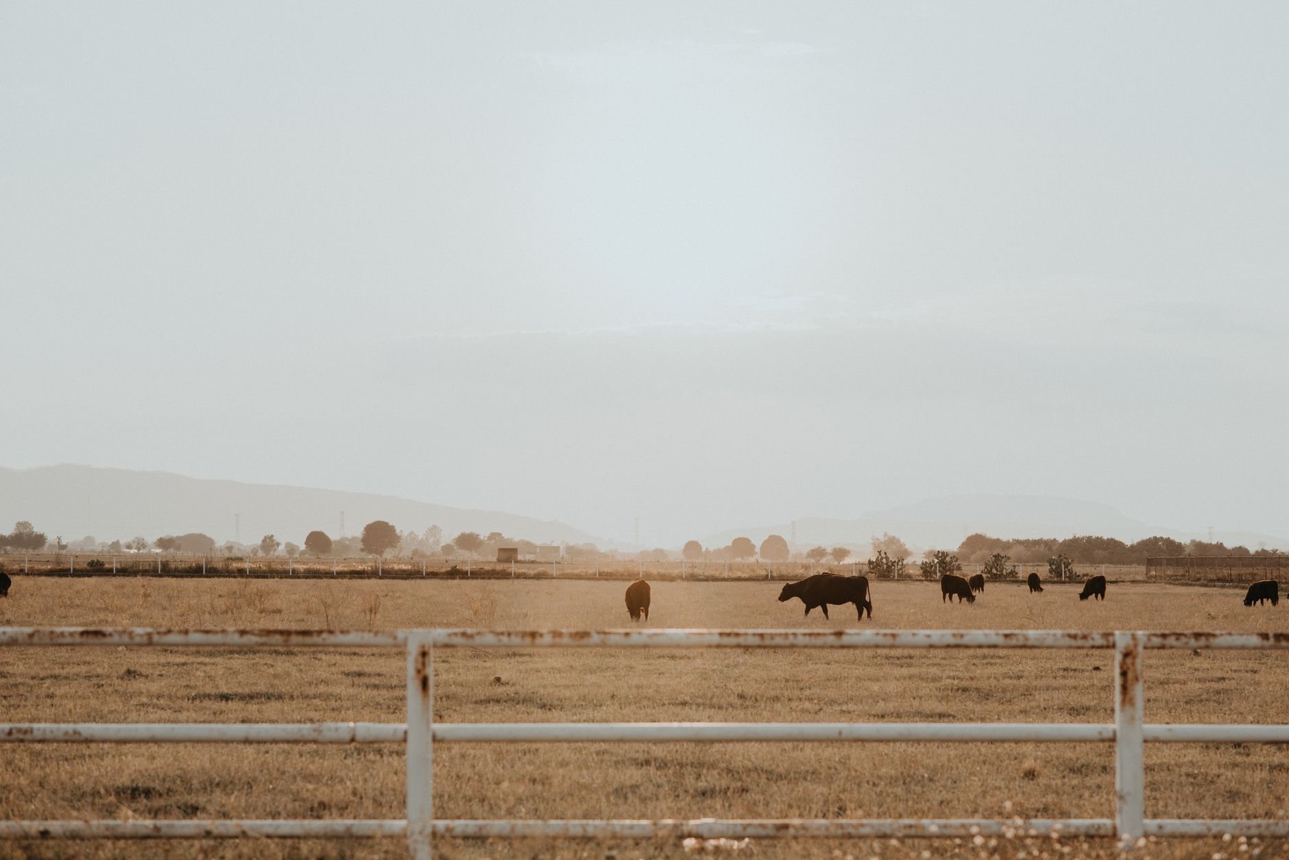 US ranch fencing where operators might pilot autonomous feeding on one animal group first.