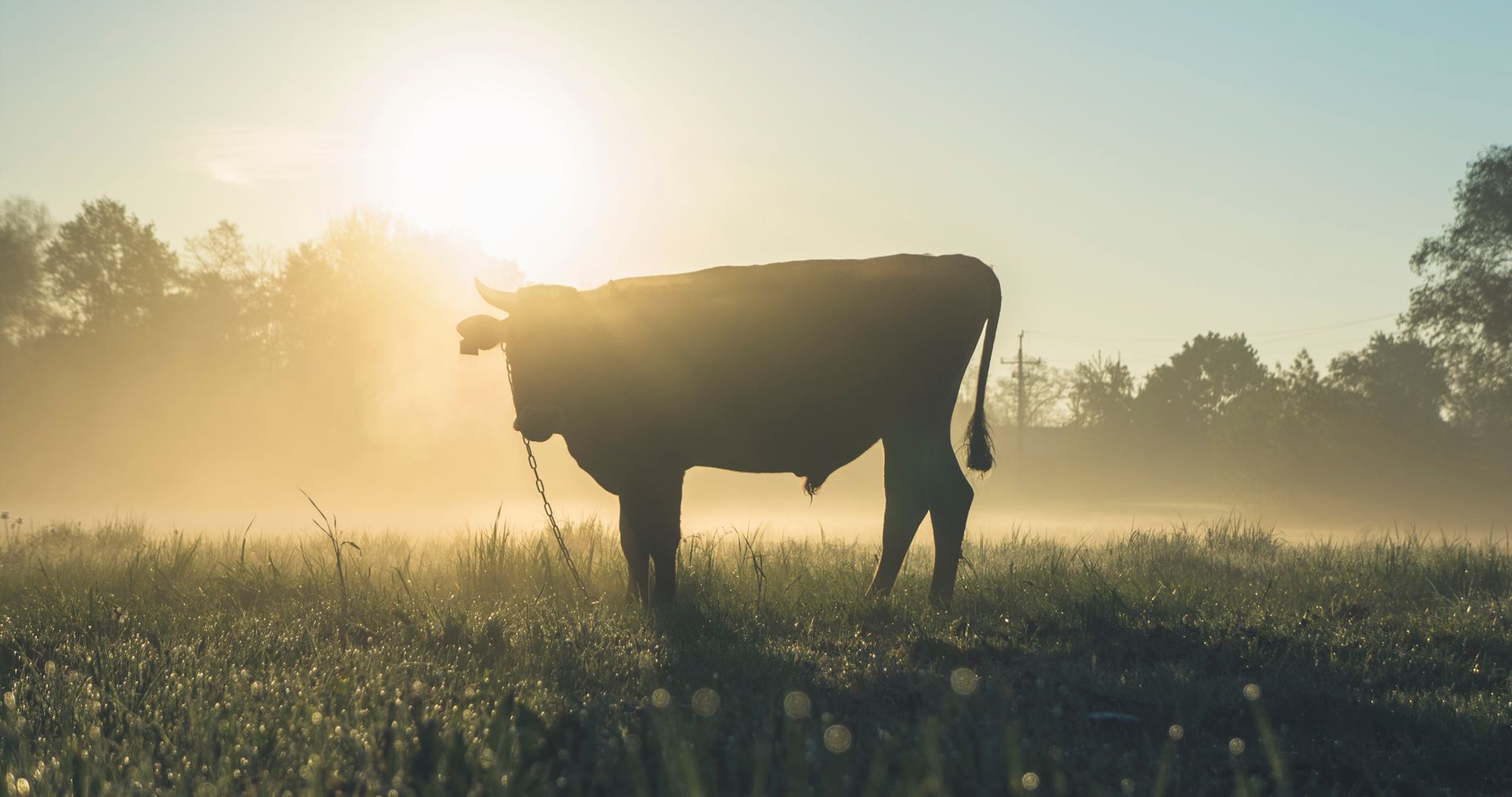 Beef cattle on pasture like the 350-head family farm that automated daily feeding.