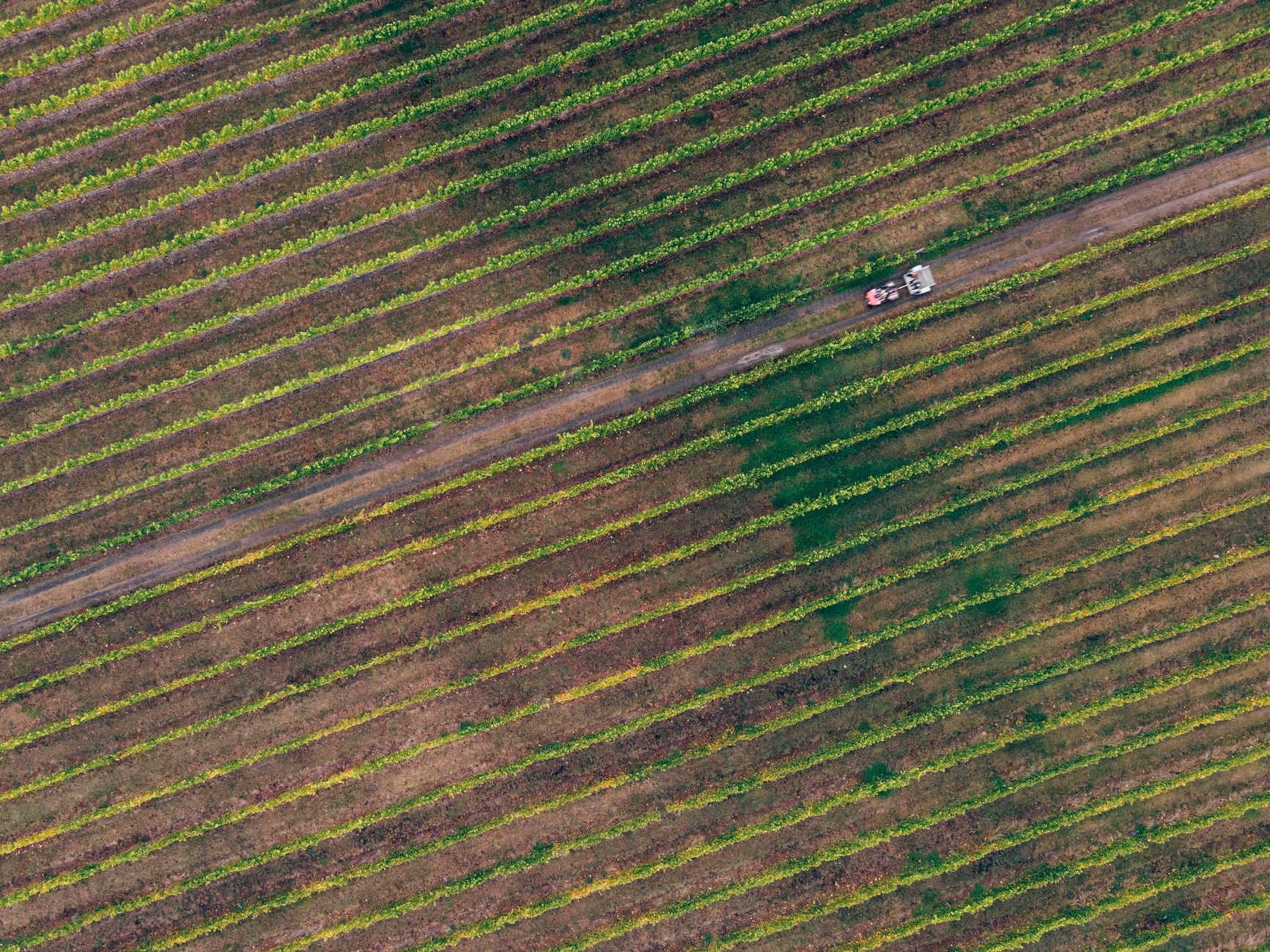 A tractor working between vineyard rows during routine in-field passes.