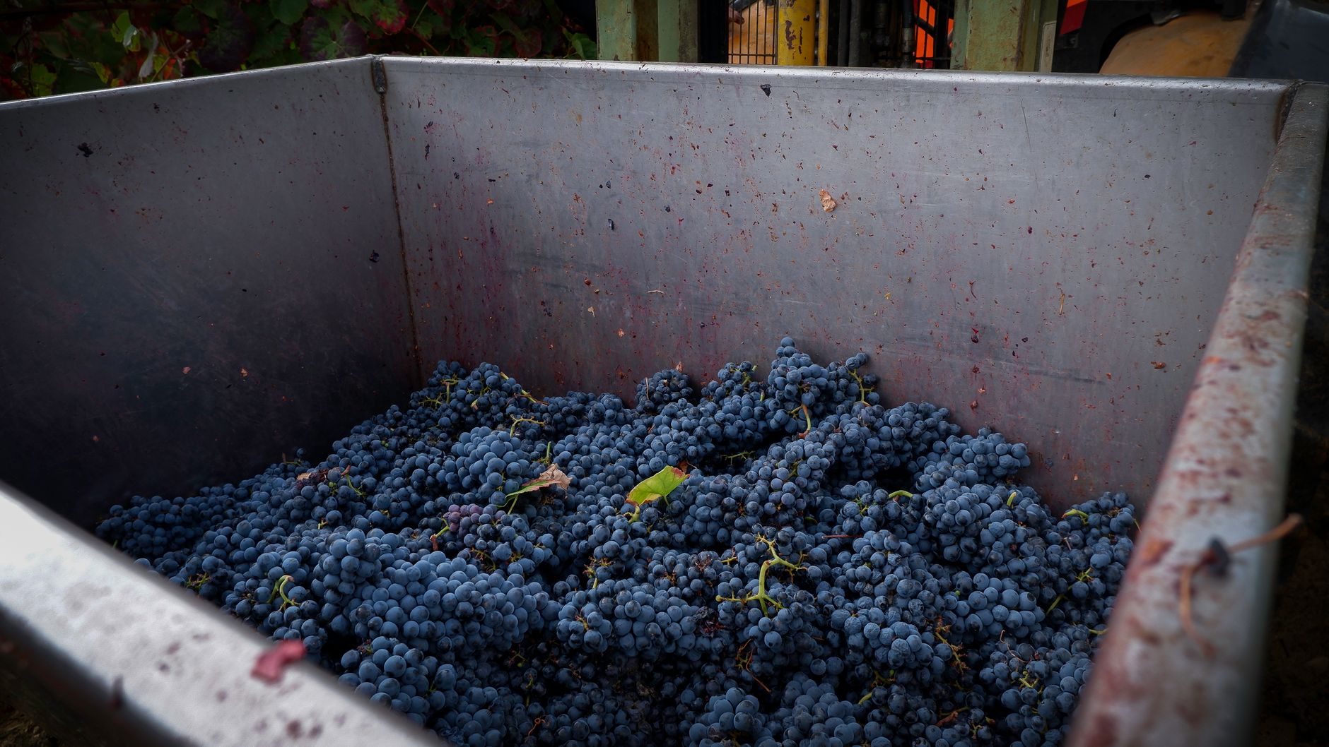 Harvest bins staged near vines after a productive in-field season.