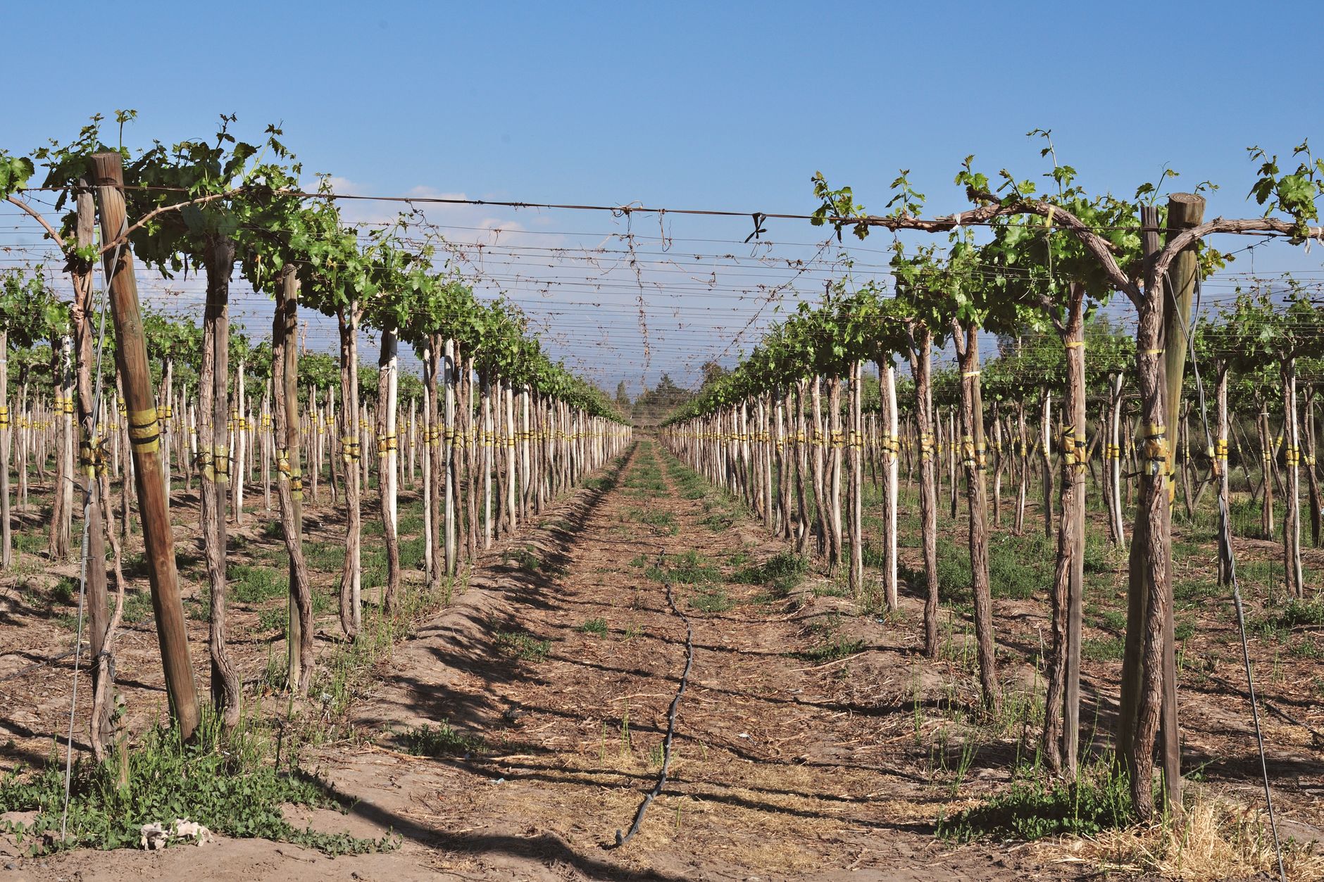 Rows of grapevines on a Northern California vineyard where seasonal tractor work sets the pace.