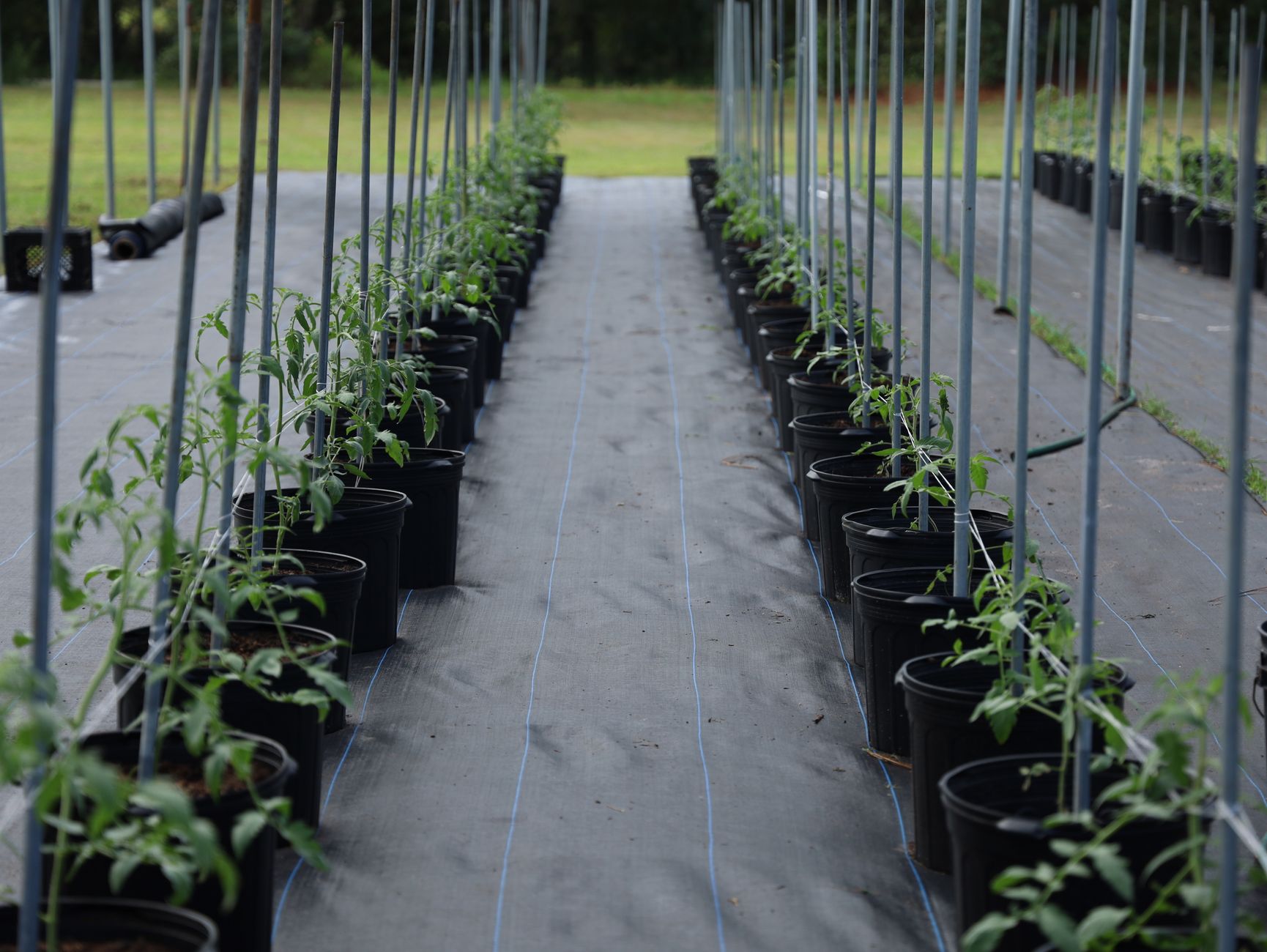 Young carrot plants emerge in evenly spaced rows during the early growing stage.