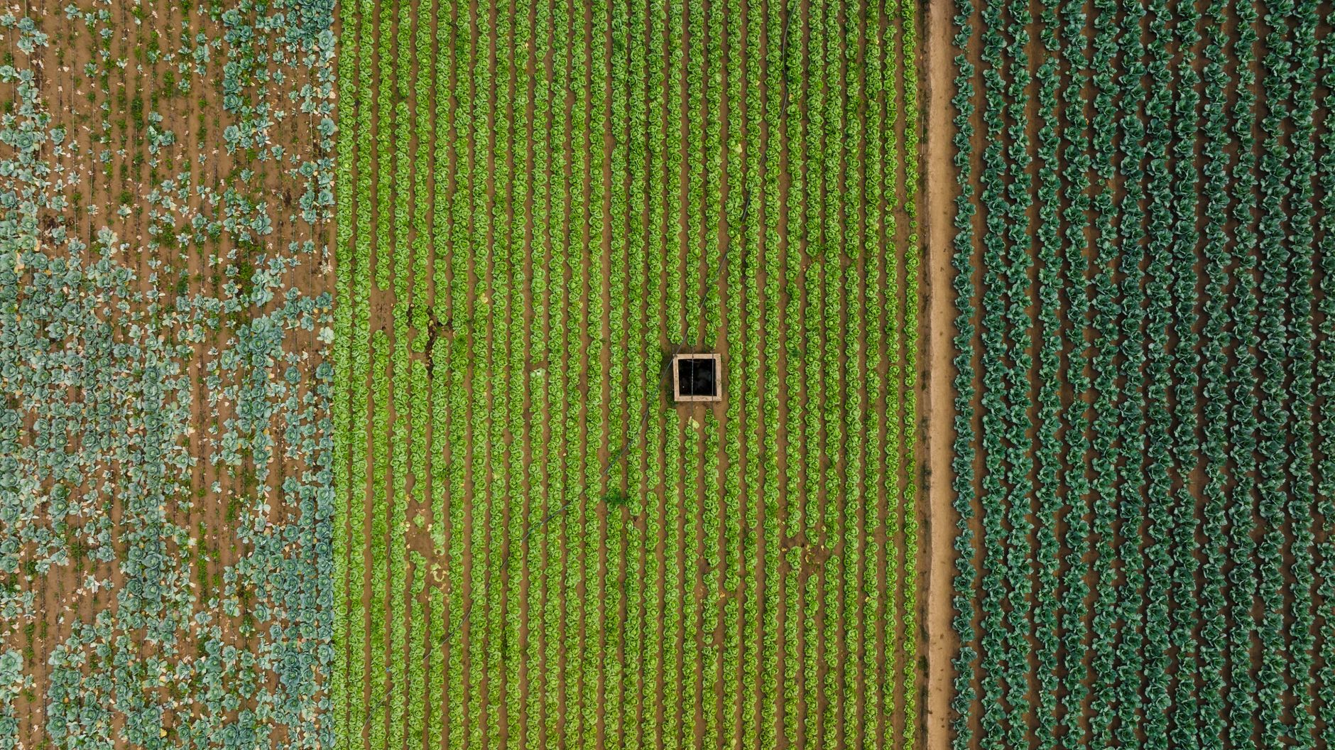 Long rows of vegetable crops stretch across farmland in Colorado.