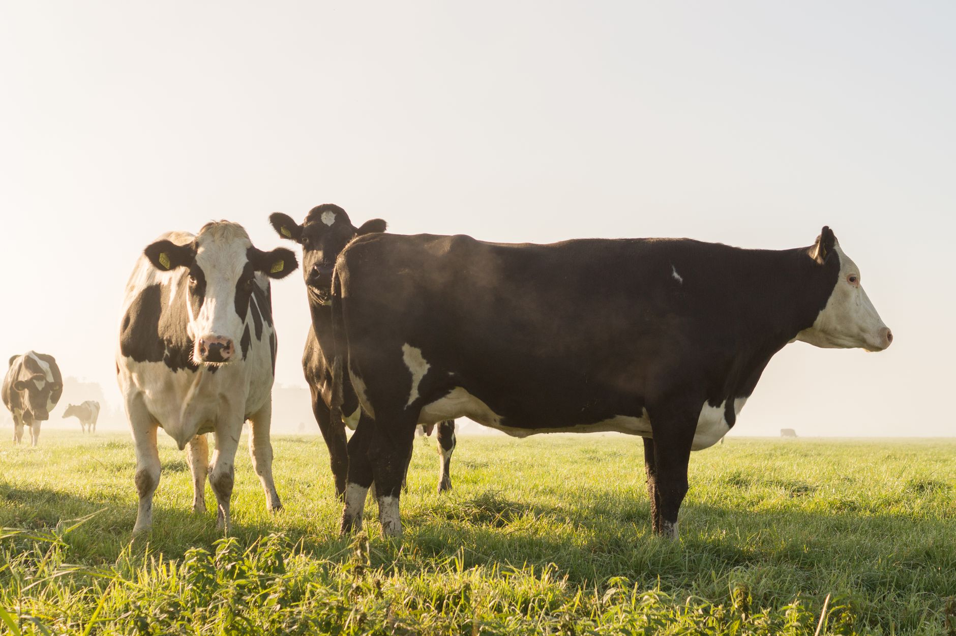 Healthy dairy herd after consistent rations and automated delivery.