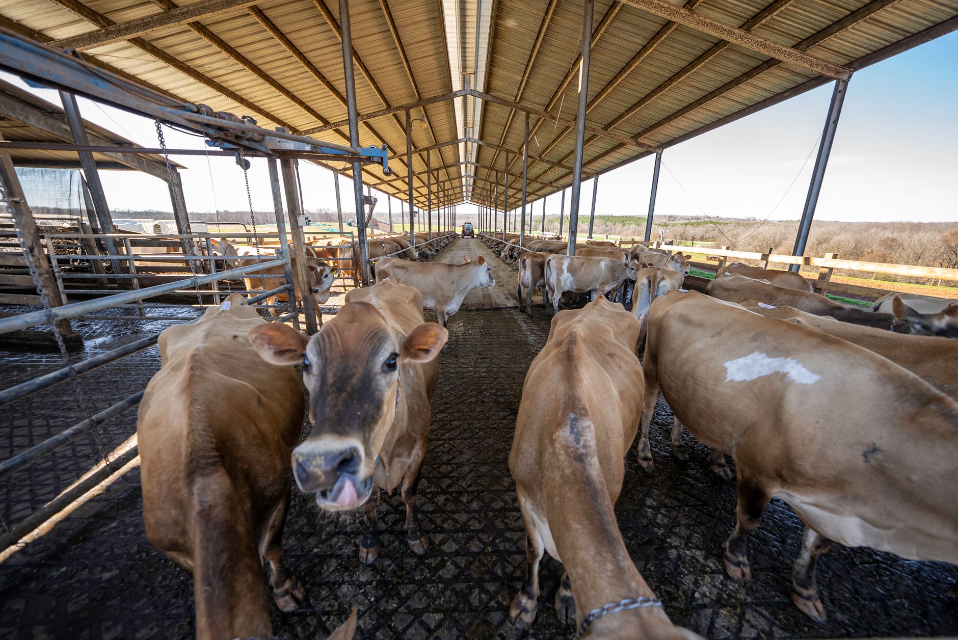 Cows moving through the open alleys of an established dairy barn.