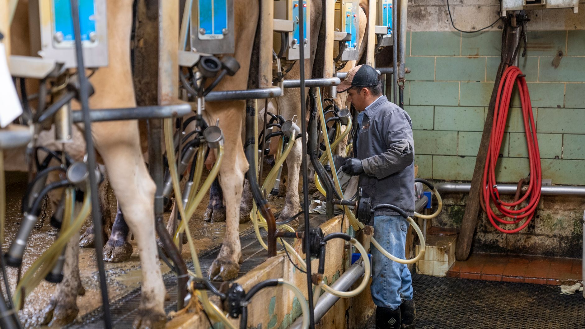 A dairy farmer tending cows inside a working barn.