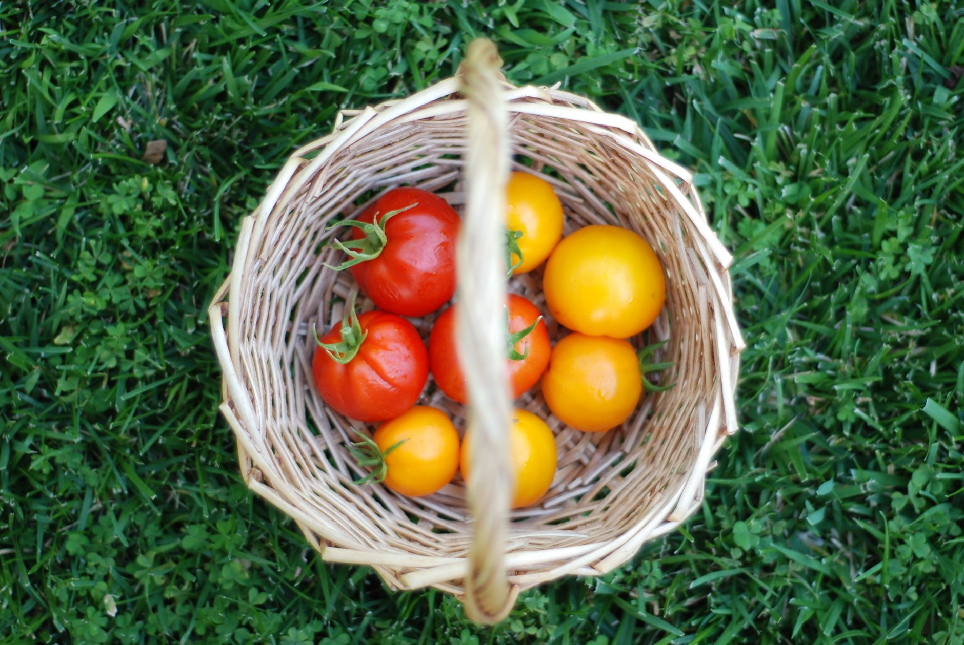 Hands placing freshly picked truss tomatoes into a harvest crate in a greenhouse.