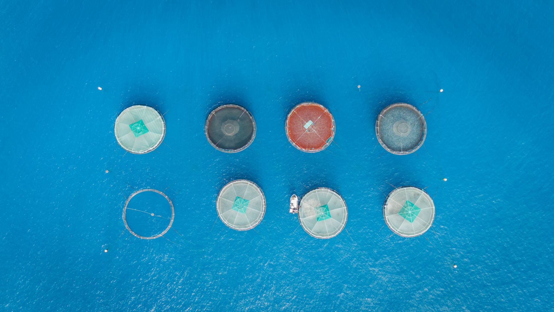 Rows of circular land-based fish grow-out tanks in an indoor aquaculture hall.
