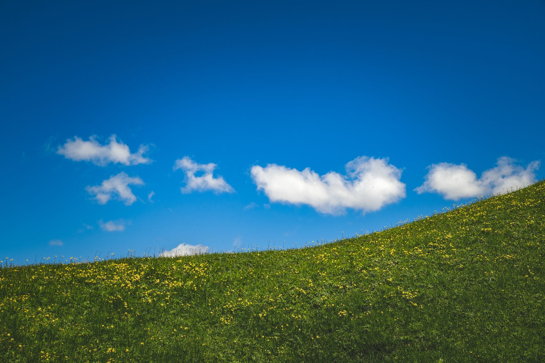Freshly cut grass on a hillside bank, illustrating slope maintenance outcomes after labor hours drop.