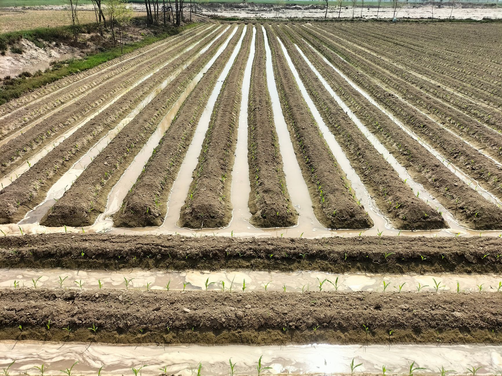 Prepared crop rows and firm field furrows ready for precise early-season operations in a leafy greens planting.